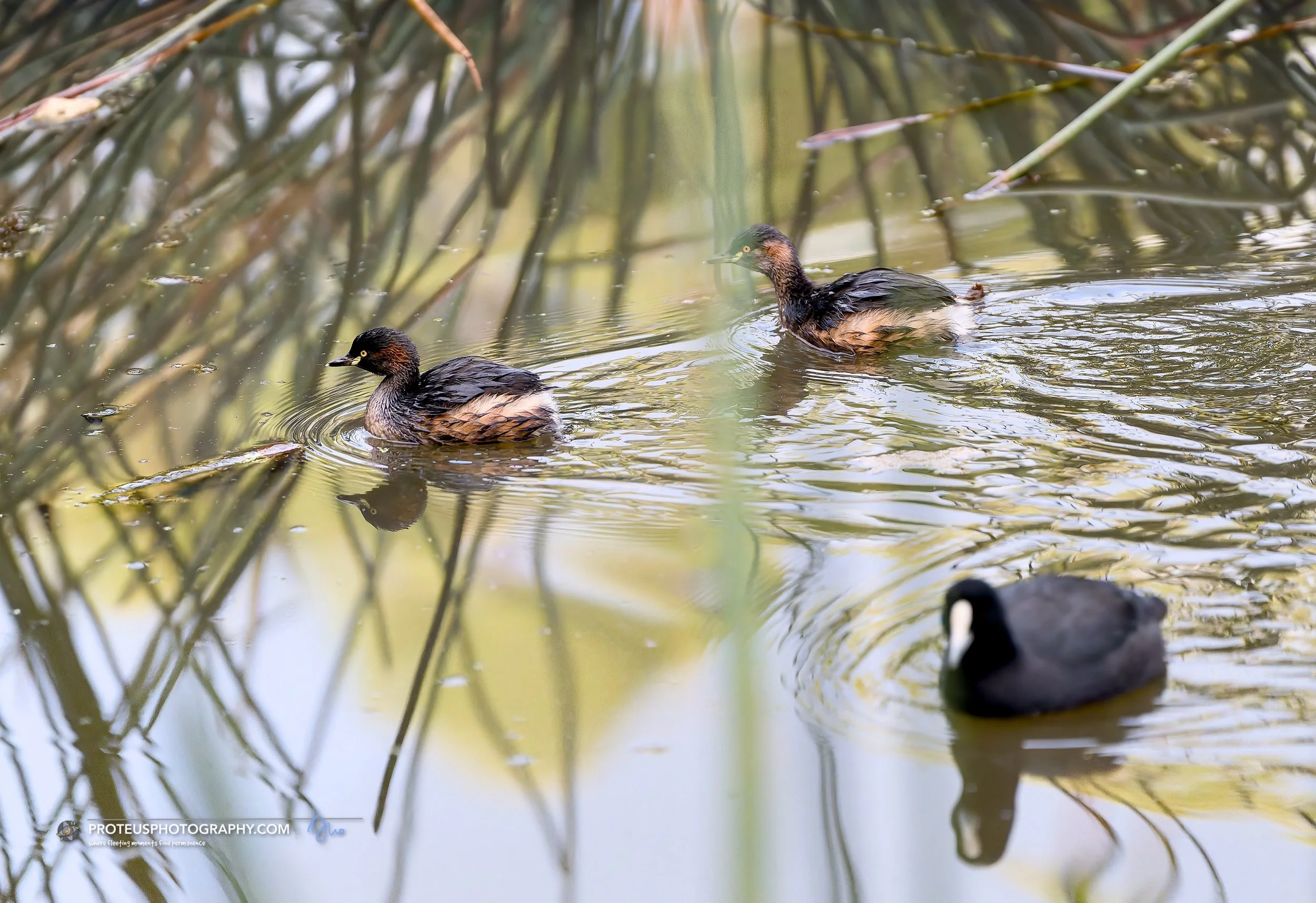 grebes