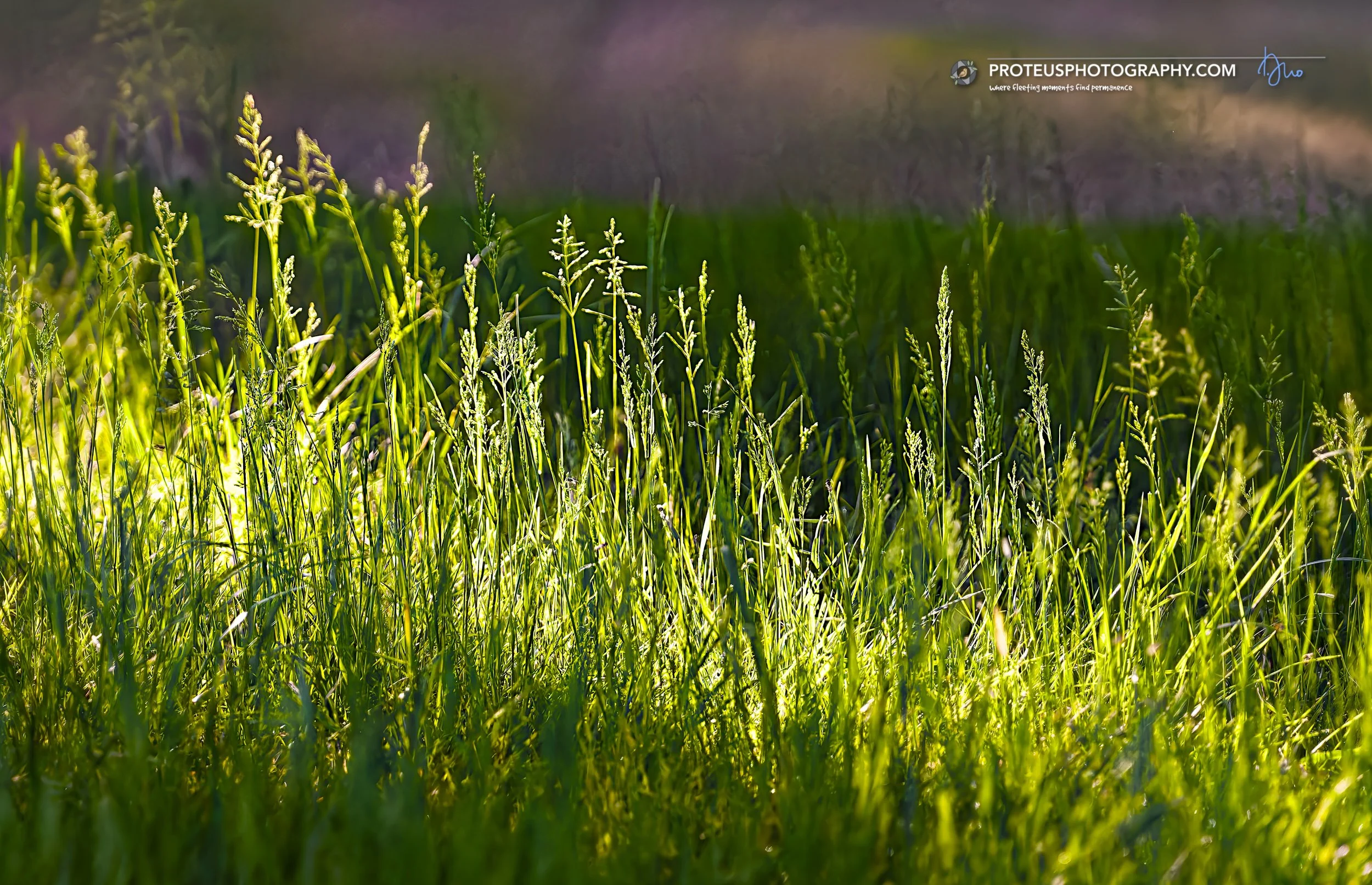 Sunlit field of tall green grass with several stalks going to seed. Bright sunlight filters in from the left side, highlighting the individual blades of grass and creating a soft, warm glow against a blurred background