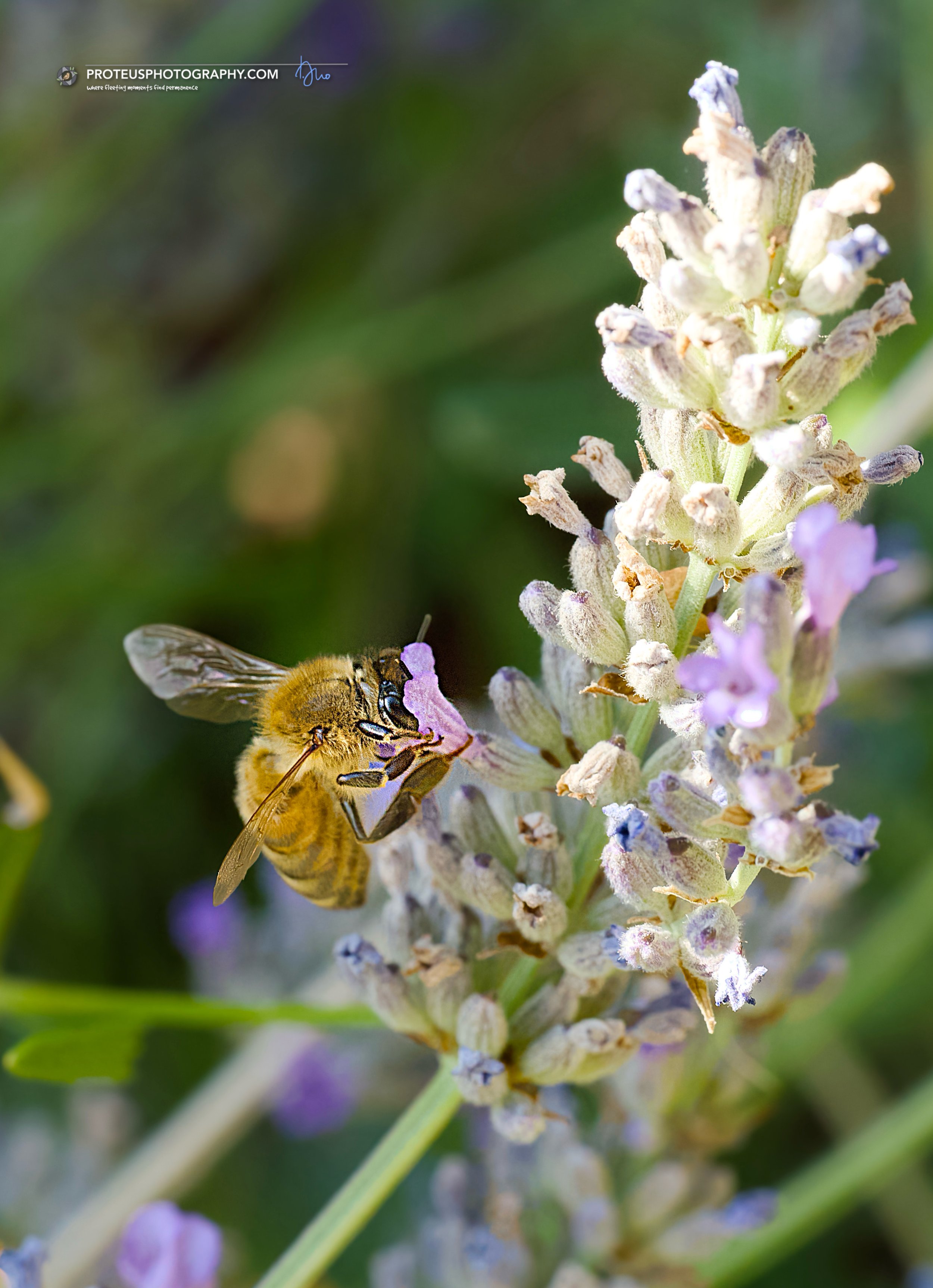 honey bee (apis mellifera) foraging amongst lavender