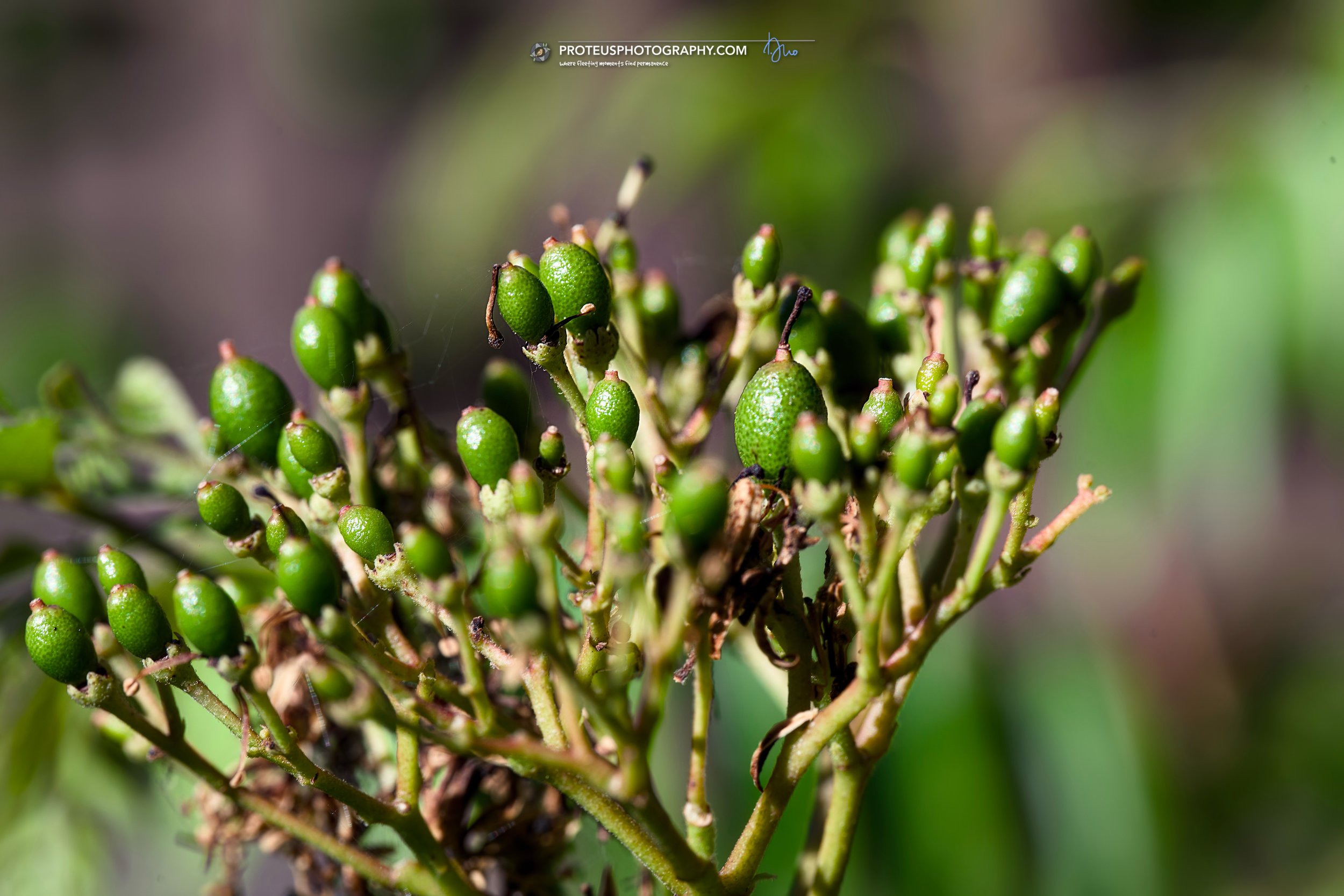 bloom from the curry tree (murraya koenigii), a small aromatic evergreen tree in the rutaceae (citrus) family