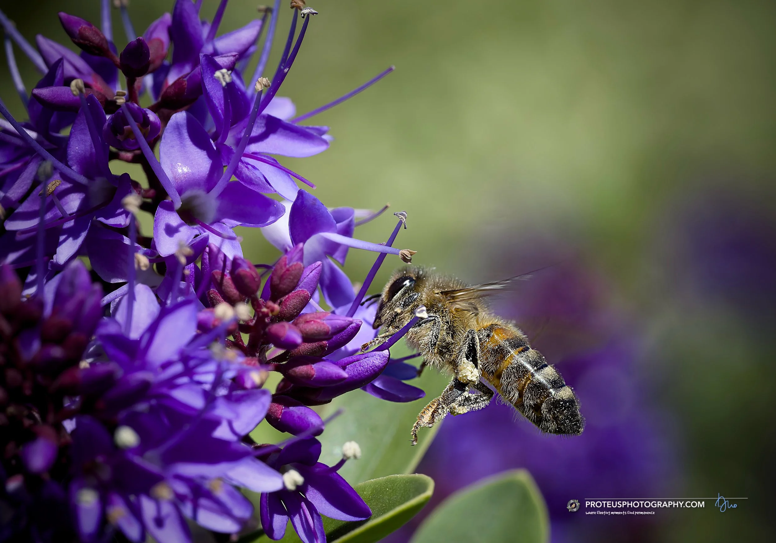 honey bee (Apis mellifera)