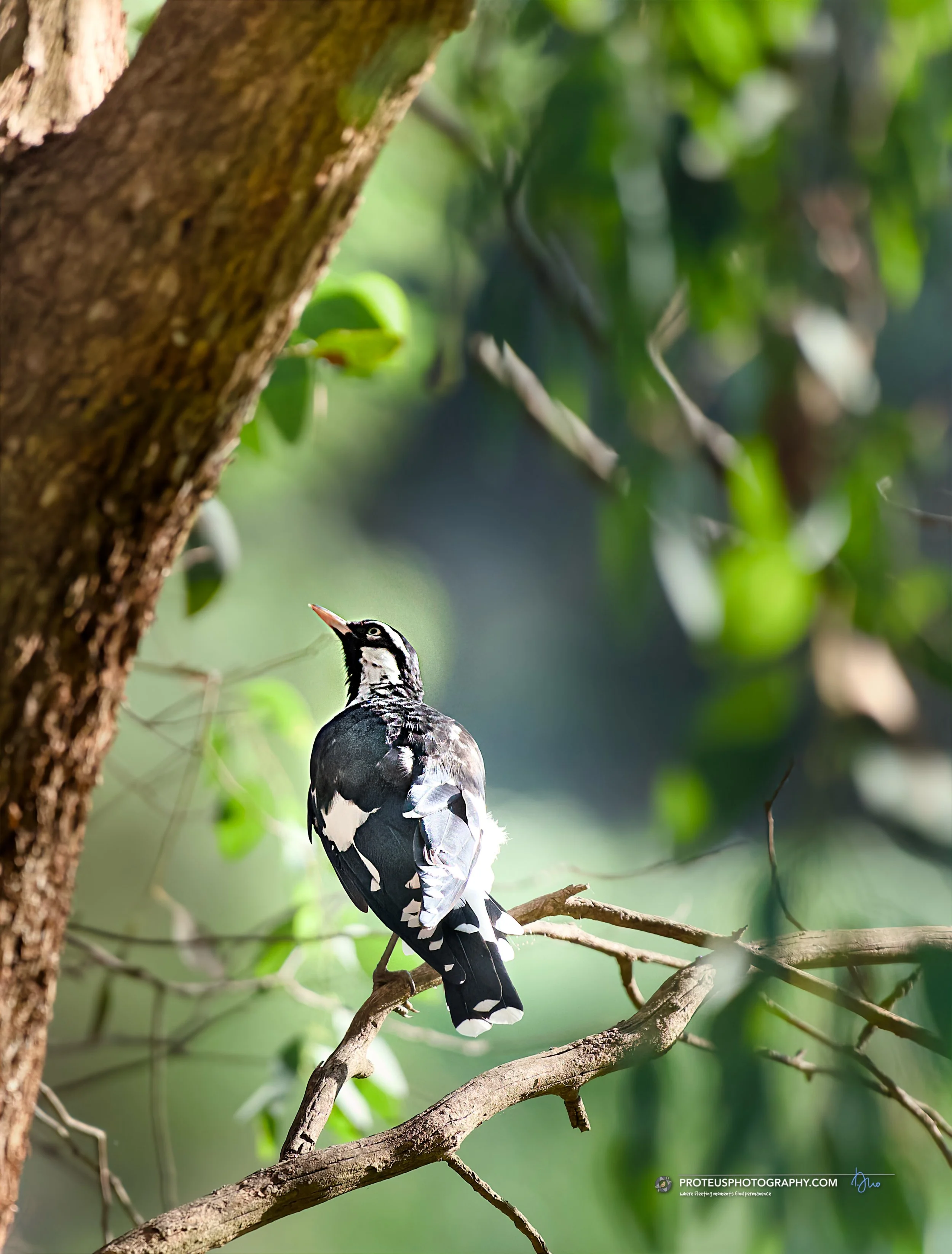 Magpie-lark (Grallina cyanoleuca)