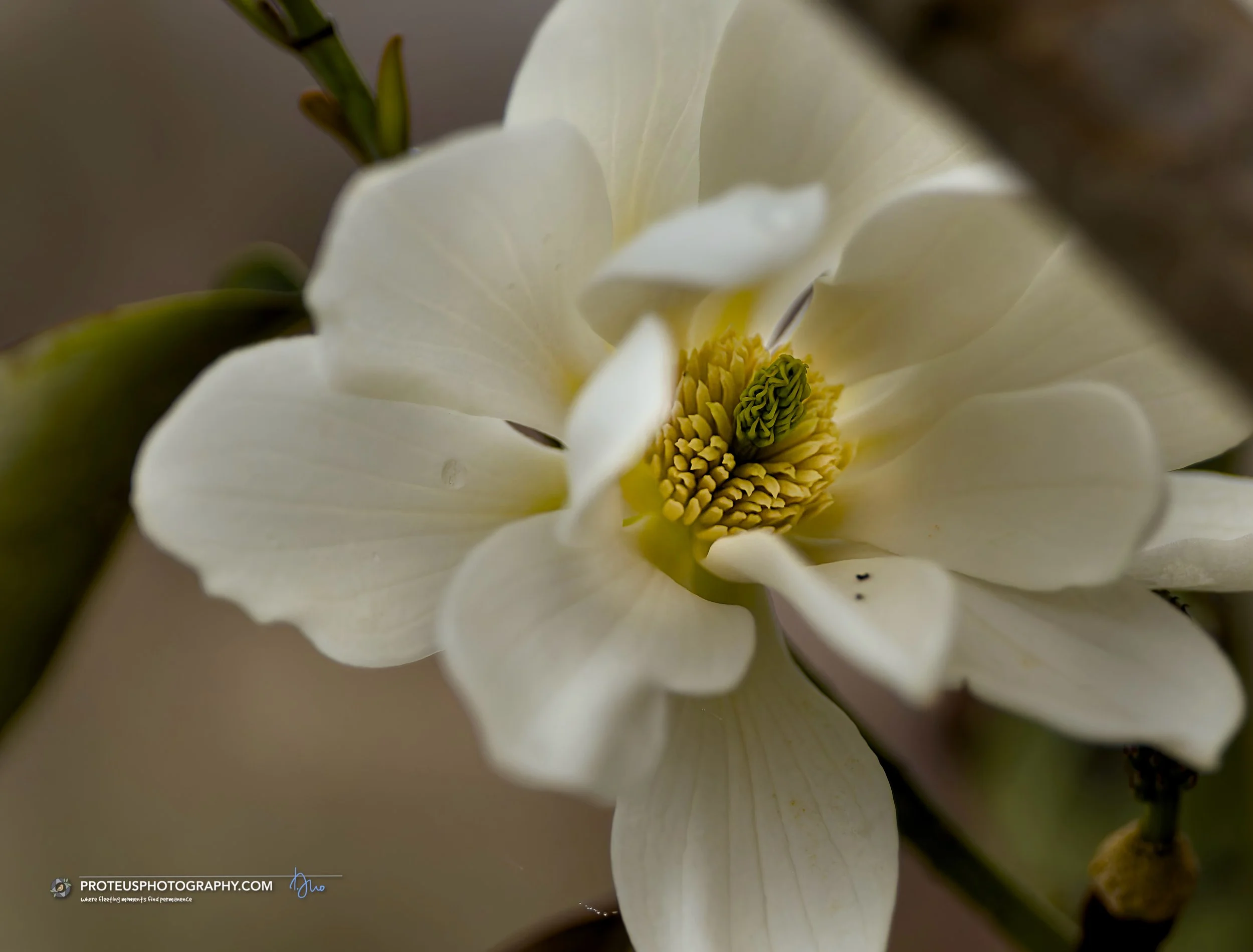 Magnolias are living evolutionary time capsules. They evolved roughly 95 to 100 million years ago during the Cretaceous period, long before specialized pollinators like bees, butterflies, and moths even existed. Because of this, magnolias evolved spe