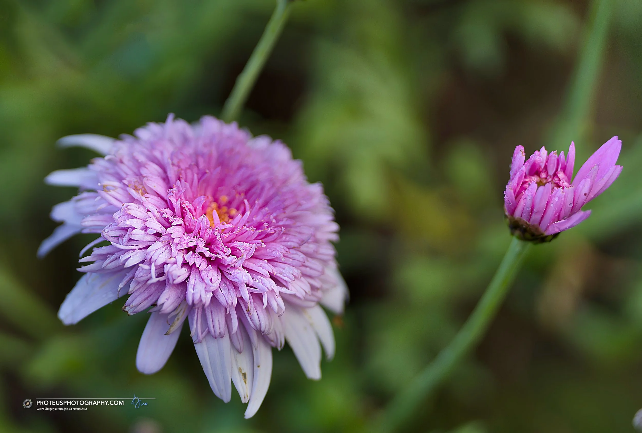 china aster (callistephus chinensis)