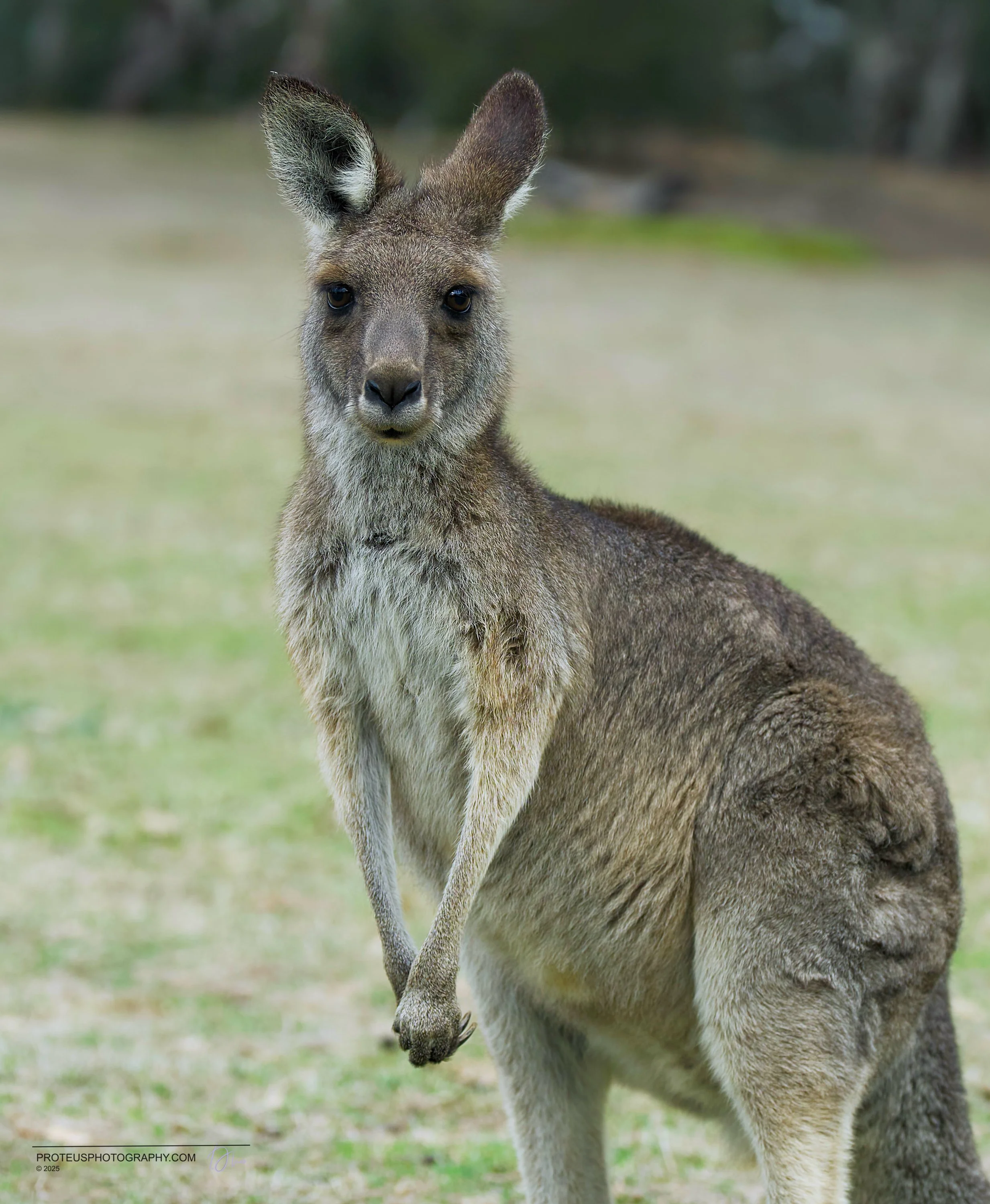 Close-up of a kangaroo sitting on grass with a blurred green and brown background.
