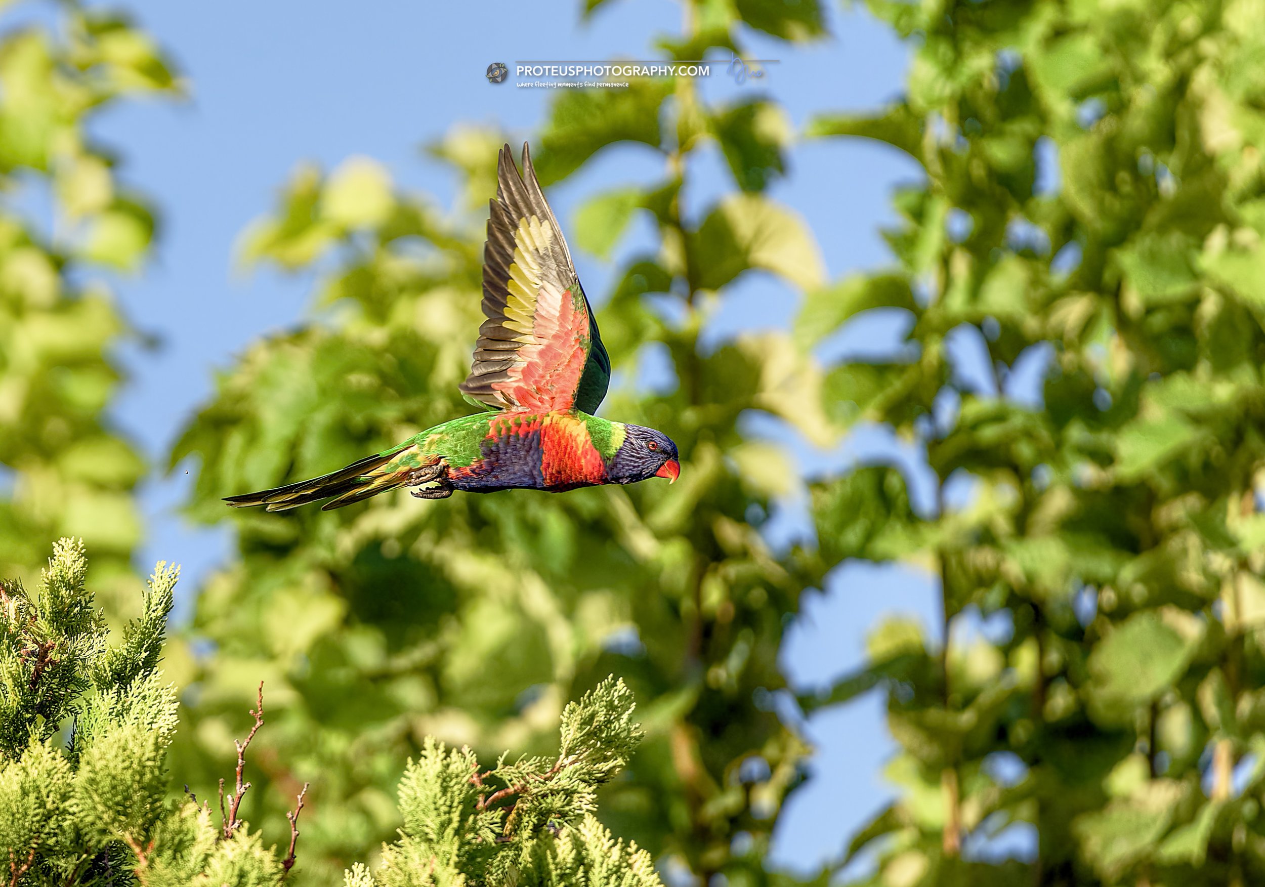 rainbow lorikeet (trichoglossus moluccanus)