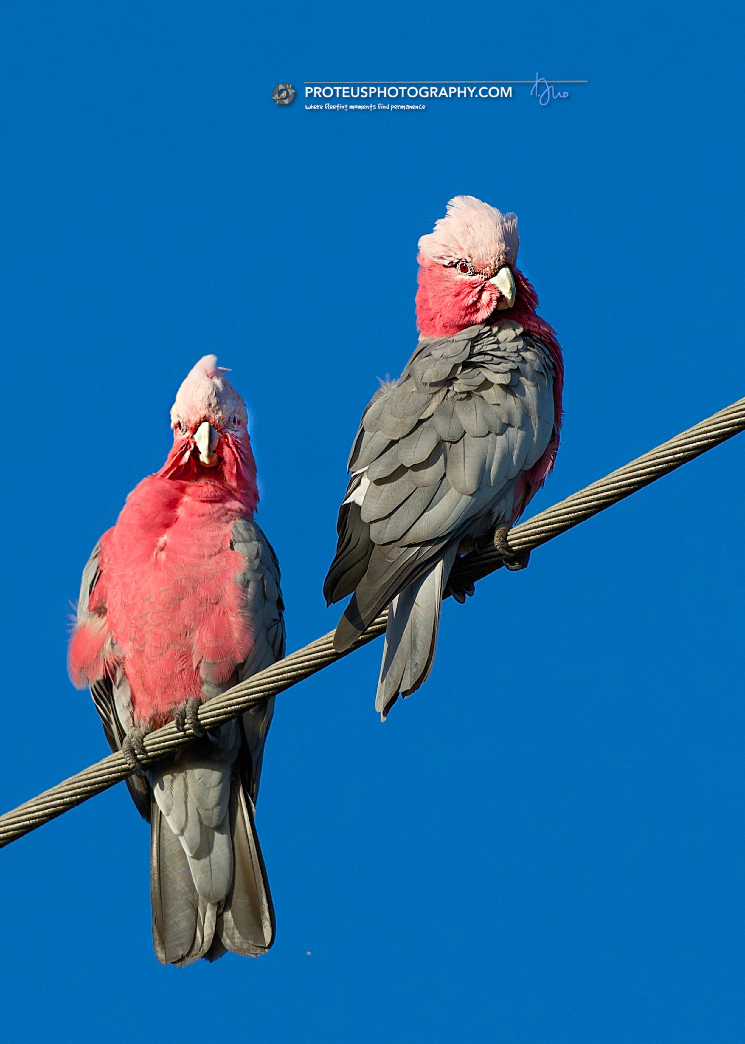 rose breasted cockatoo or galah 