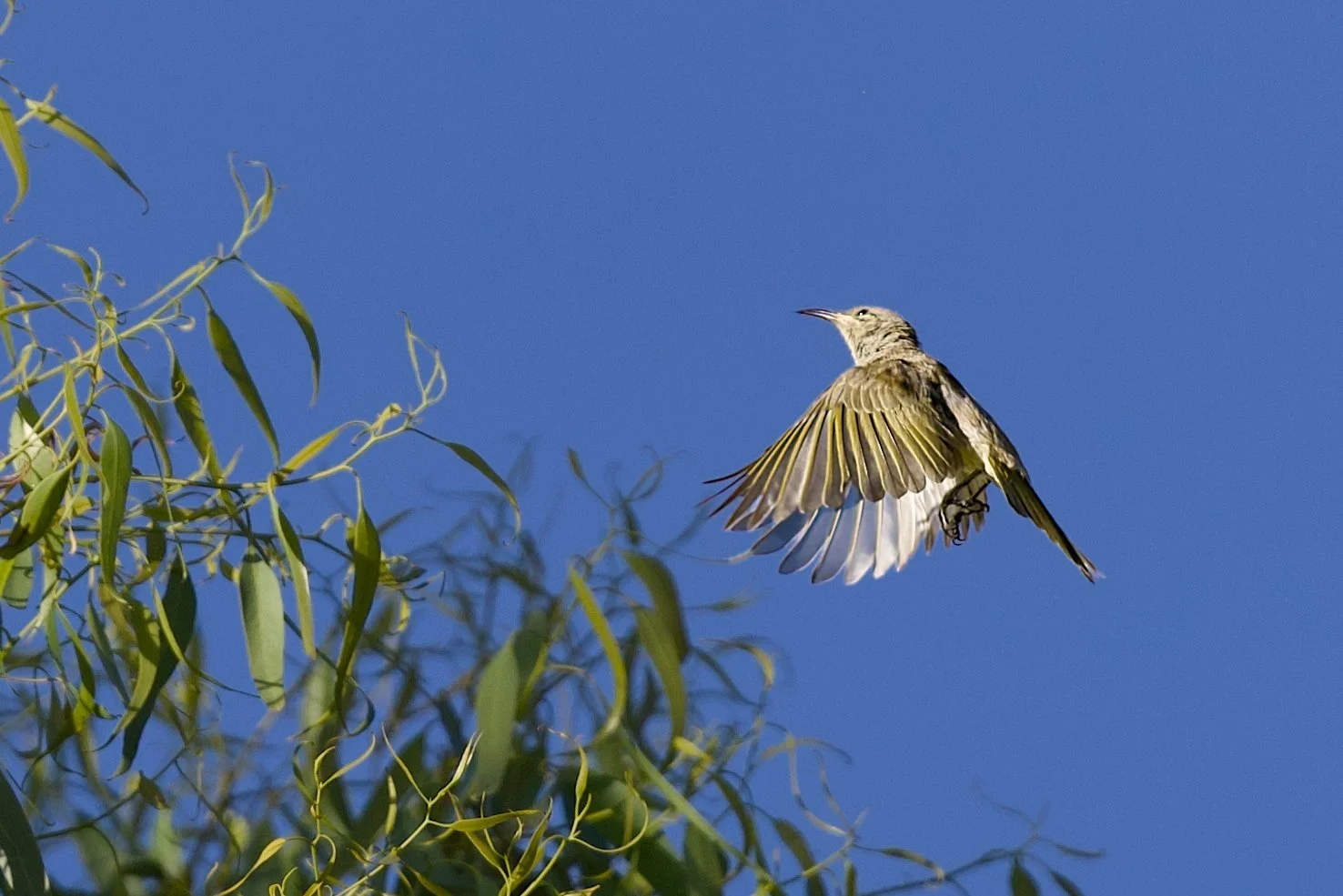 new holland honeyeater in flights