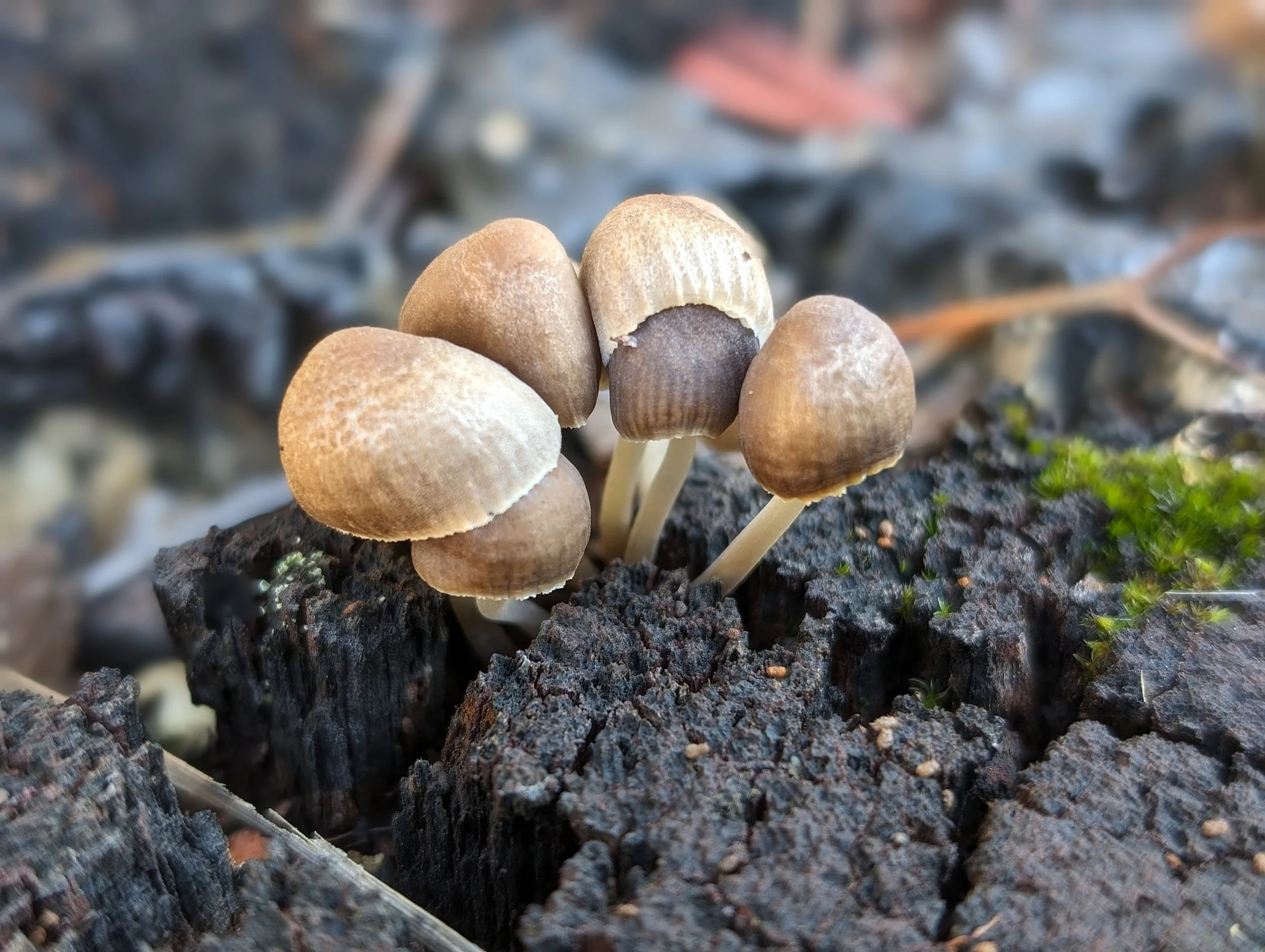  Mica Caps (Coprinellus micaceus)