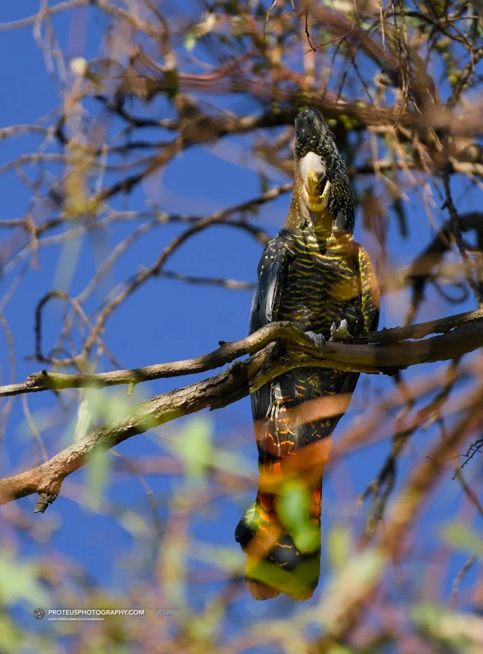 red-tailed black cockatoo (Calyptorhynchus banksii)