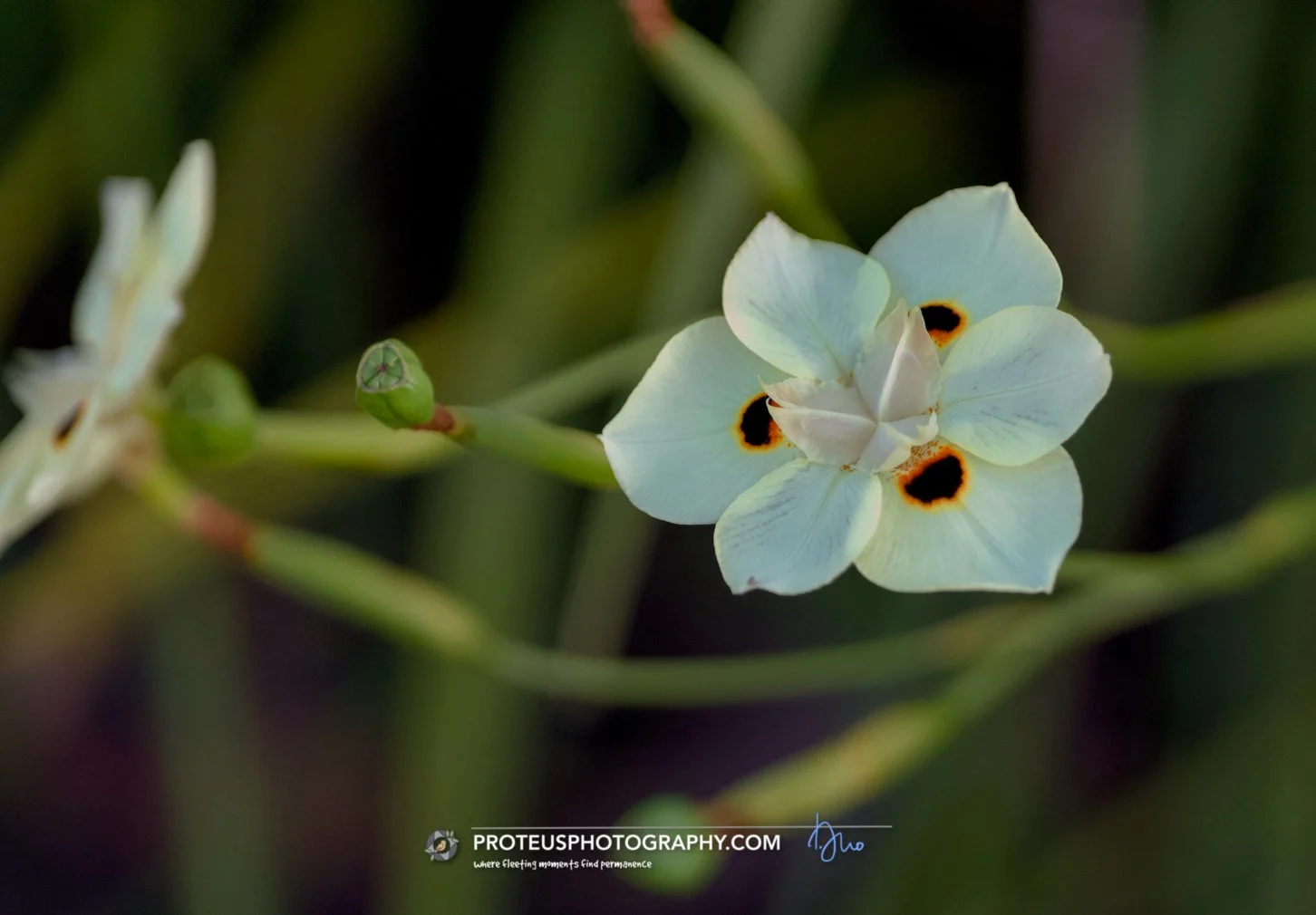 peacock flower (dietes bicolor)