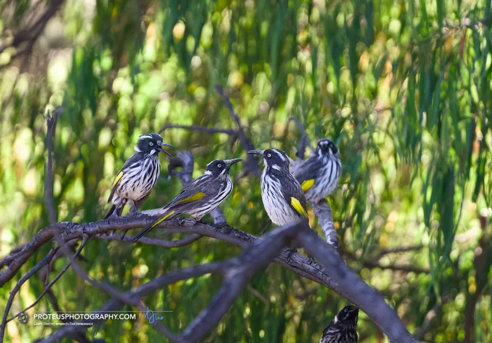 new holland honeyeater (ohylidonyris novaehollandiae)