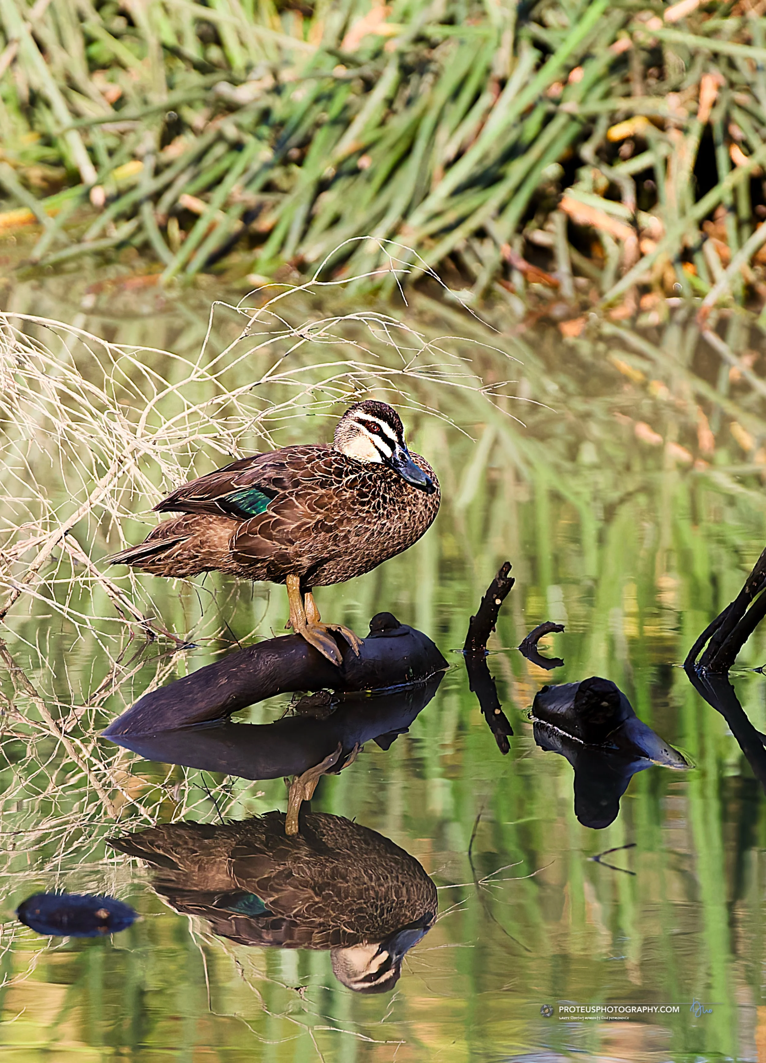 A duck perched on a submerged log in a pond, with green plants and reeds in the background, and its reflection visible in the water.