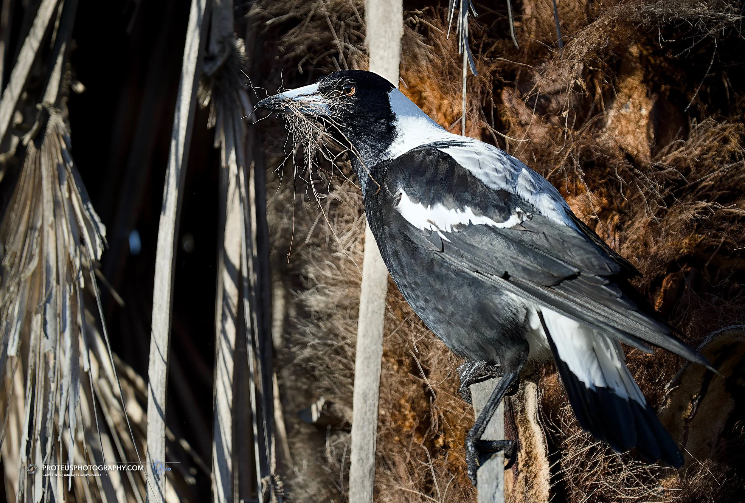 magpie (gymnorhina tibicen)