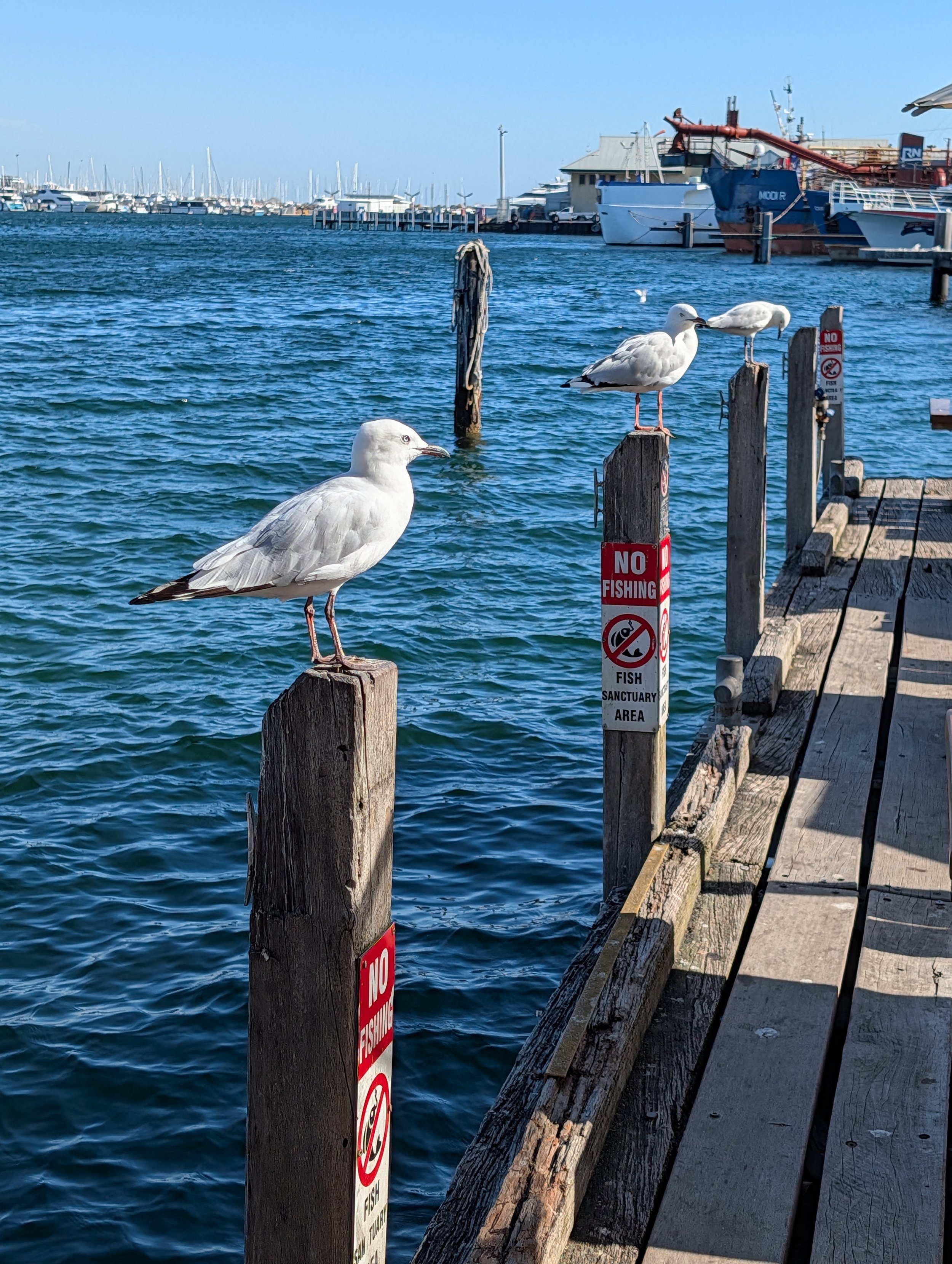 in a row is the silver gull (chroicocephalus novaehollandiae)