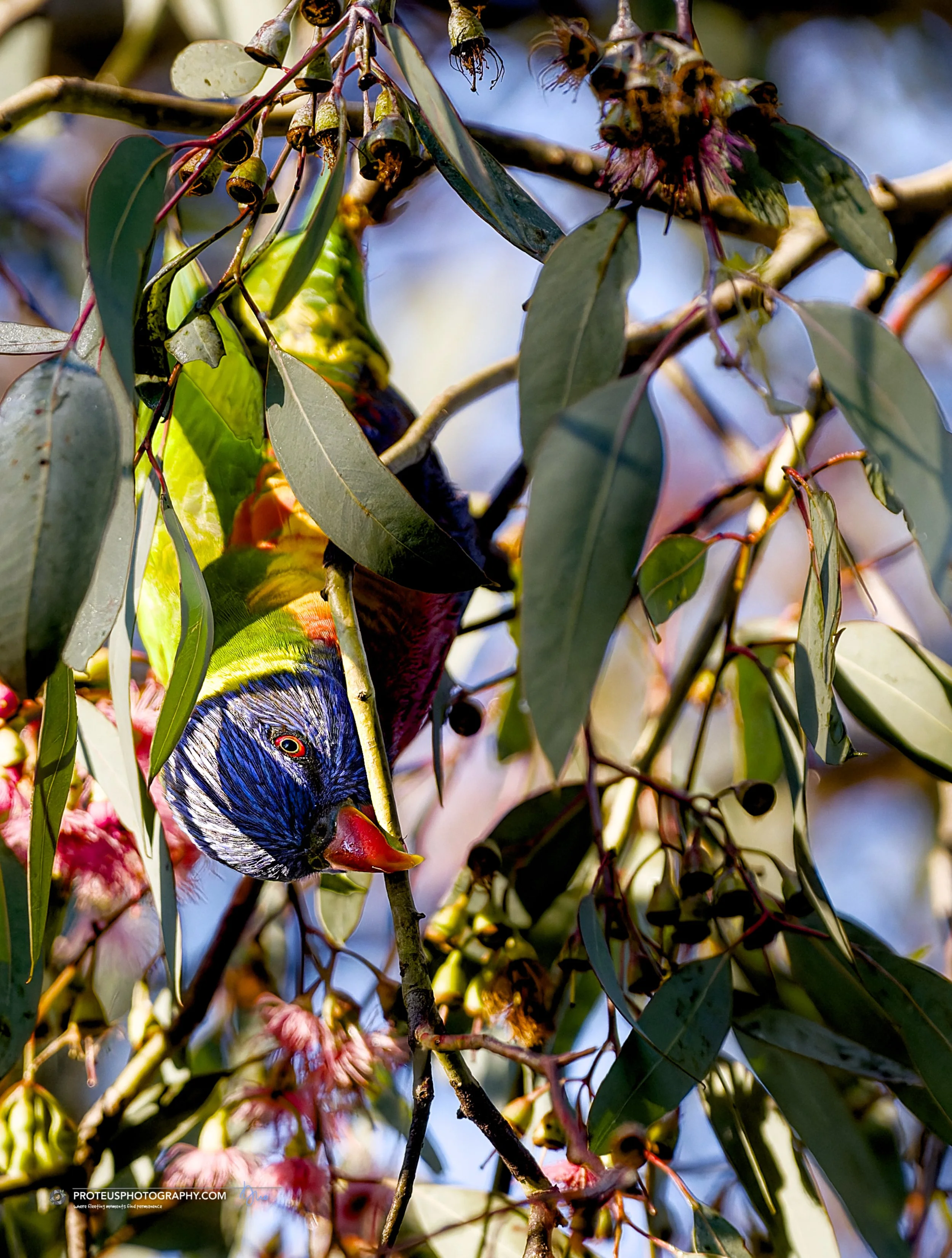 rainbow lorikeet (trichoglossus moluccanus)