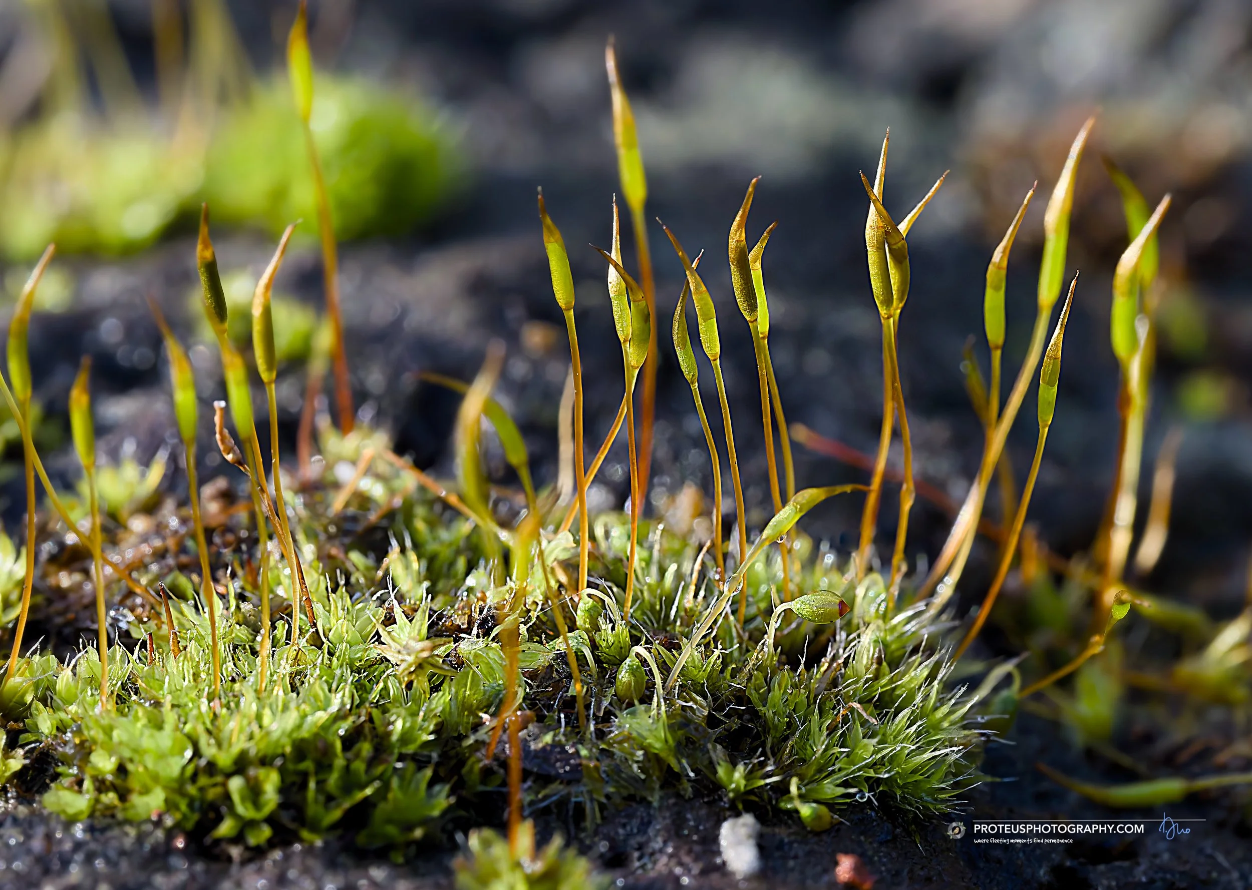 acrocarpous moss commonly found on stone, walls, or exposed soil, such as Wall Screw-moss (Tortula muralis)