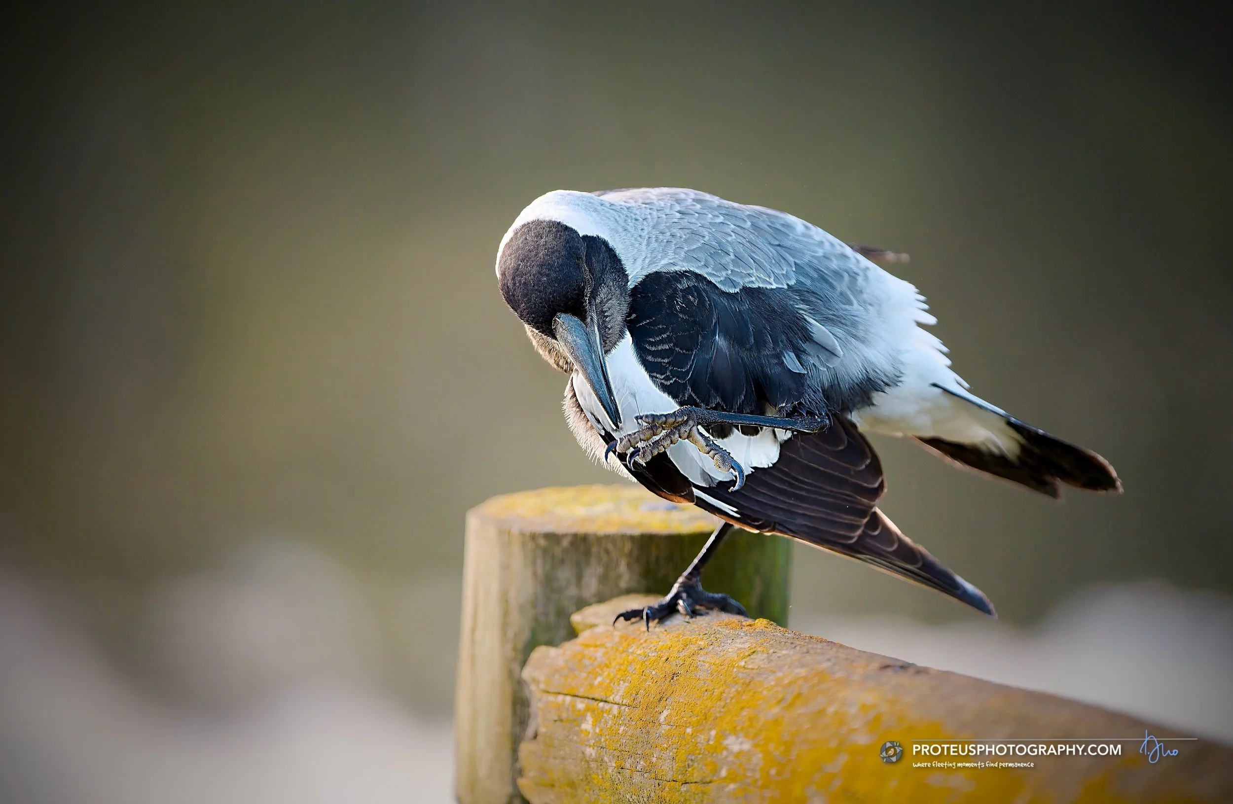 magpie (gymnorhina tibicen)