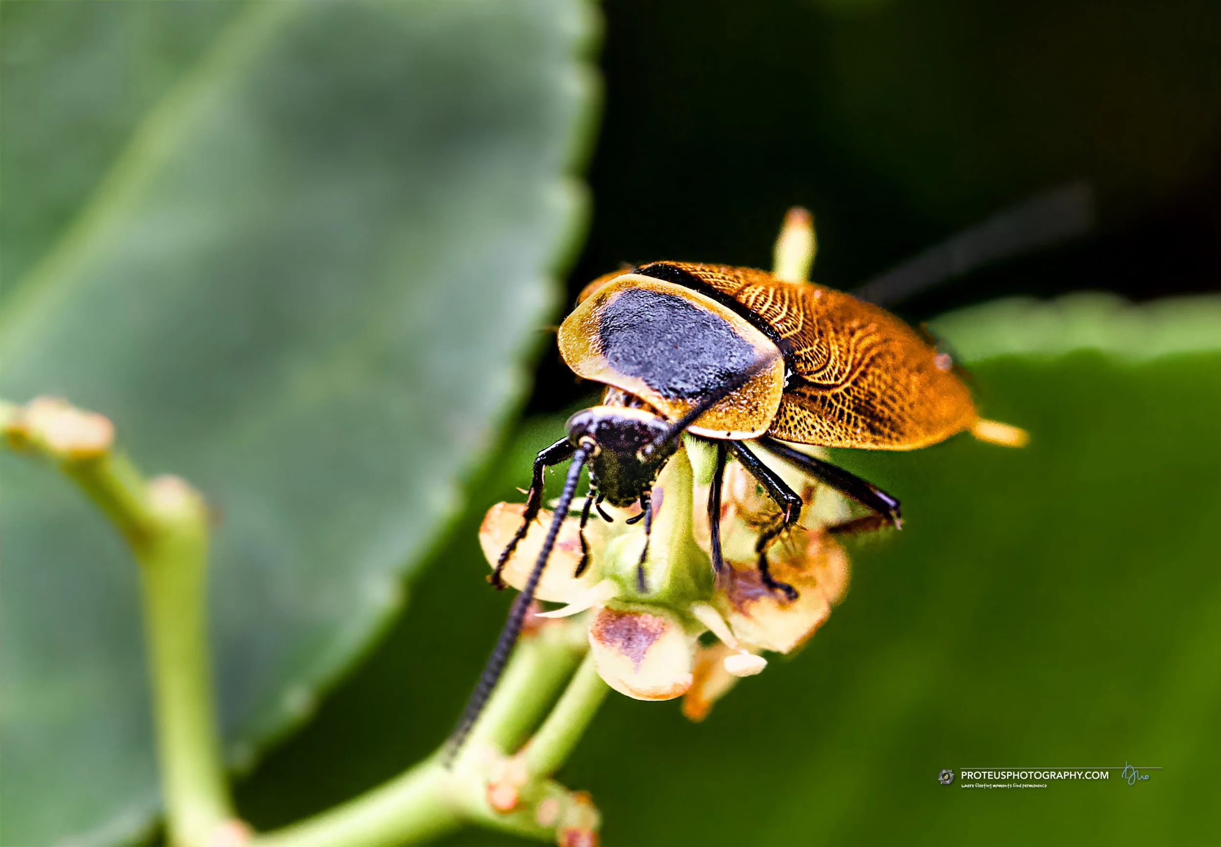 cockroach or austral ellipsidion (ellipsidion australe)