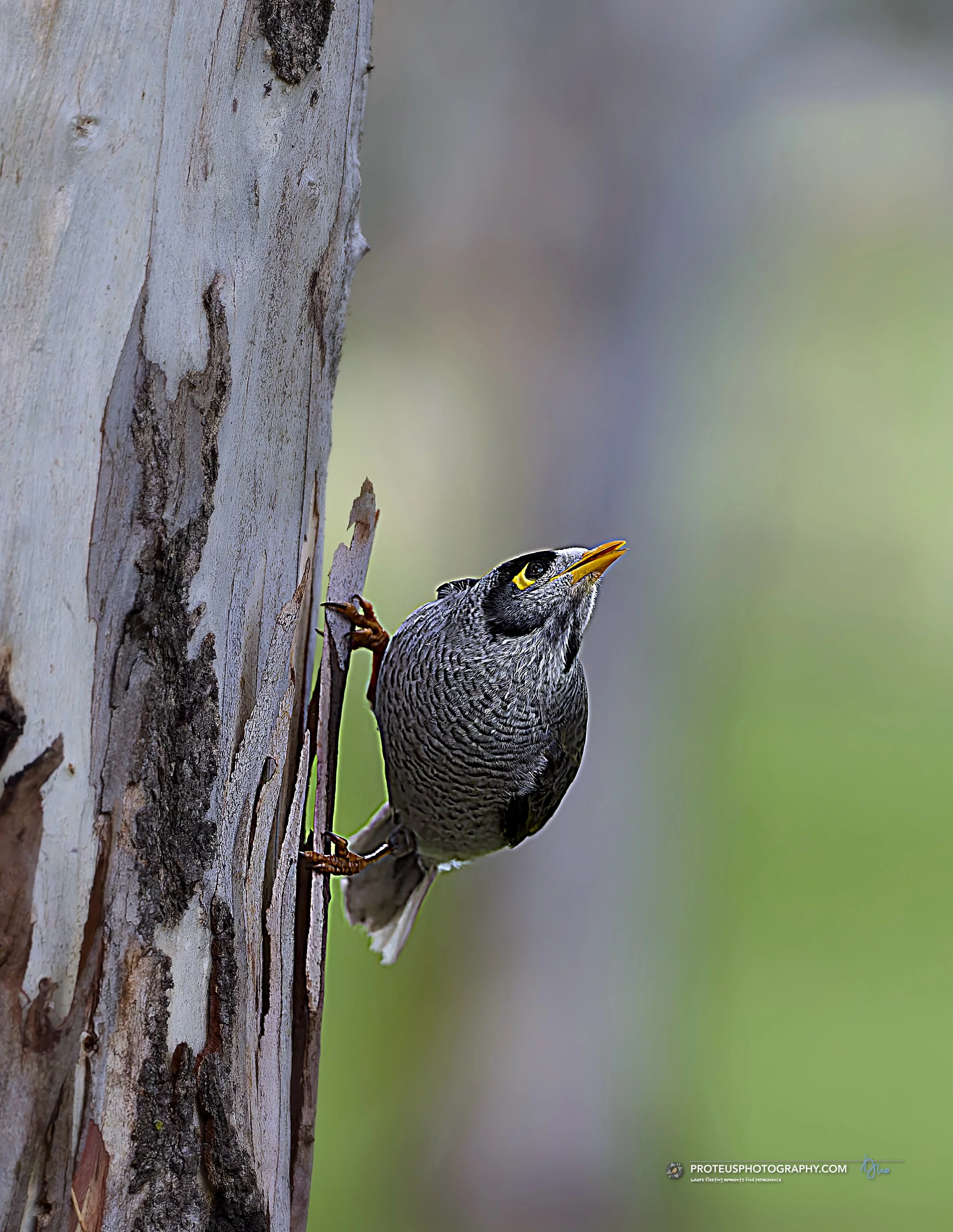 noisy miner