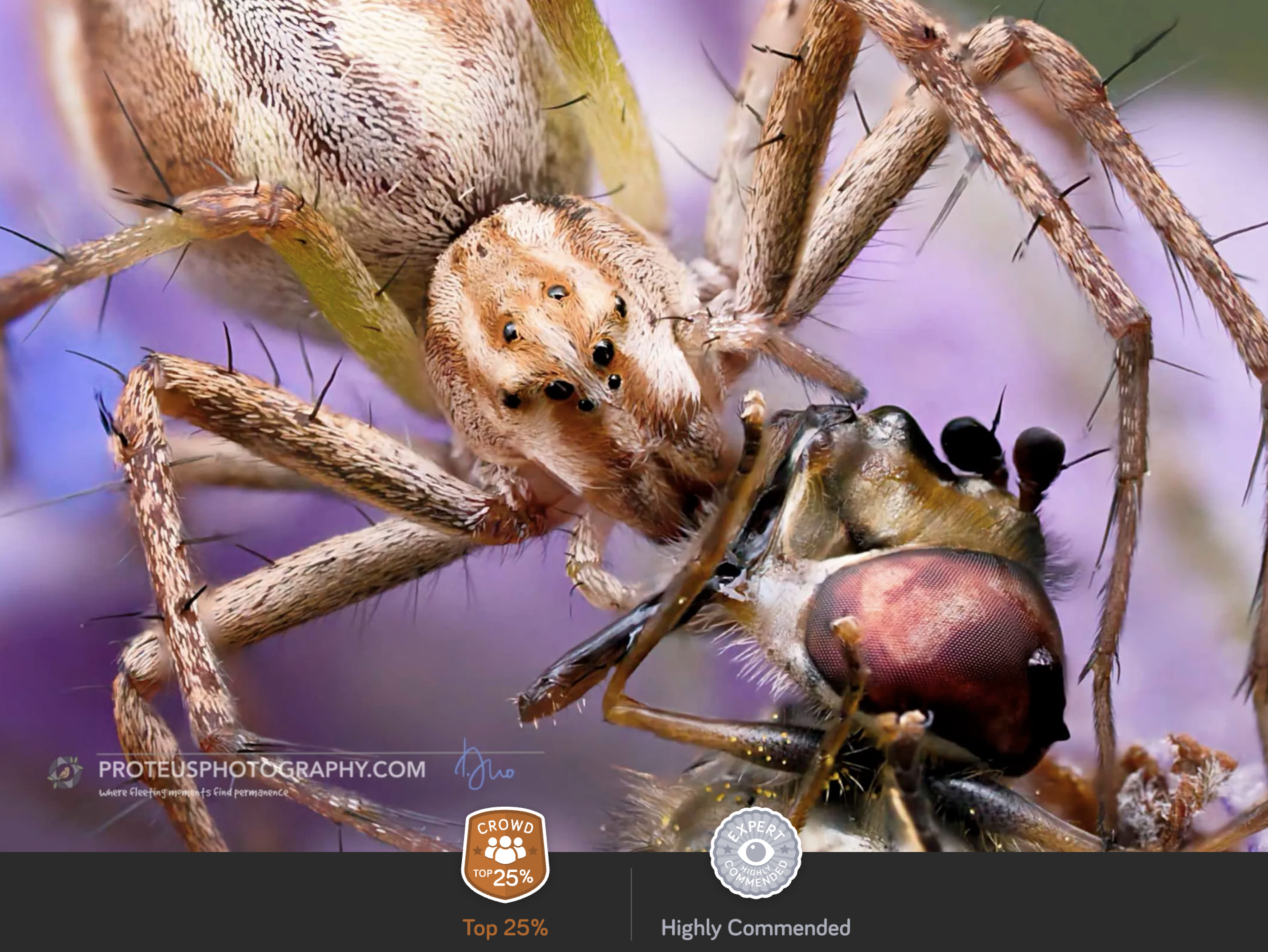 spider