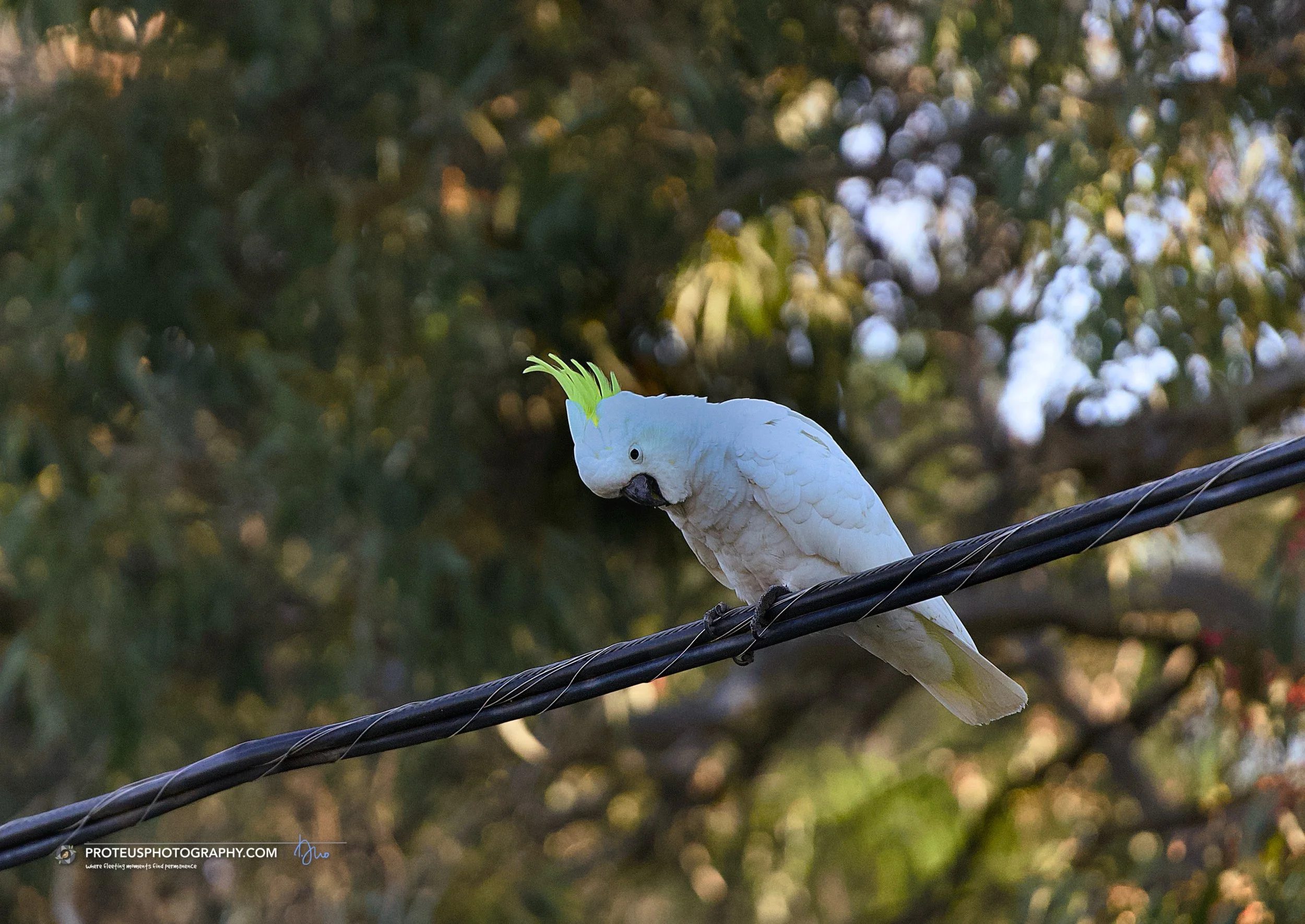 sulphur-crested cockatoo (cacatua galerita)