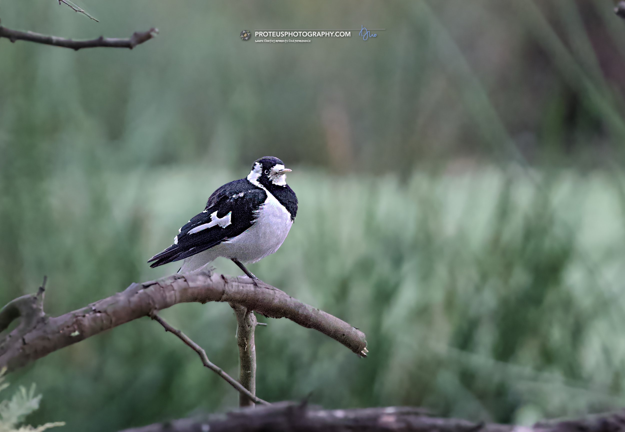 Magpie-larks (Grallina cyanoleuca)