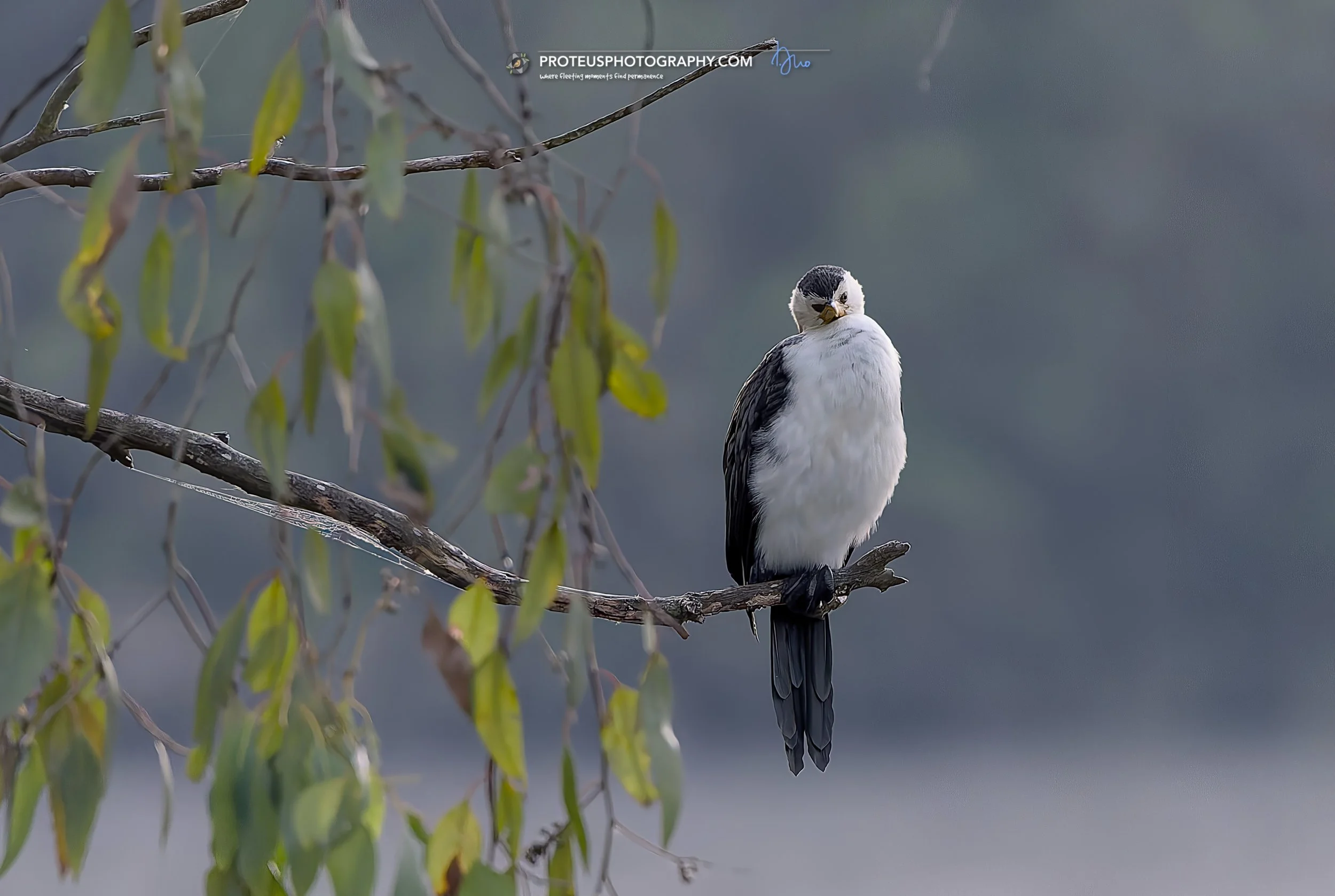 cormorant resting