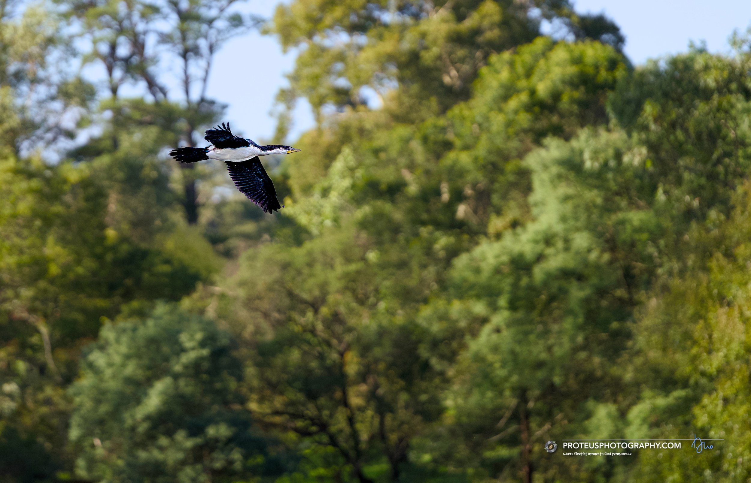 cormorant in flight