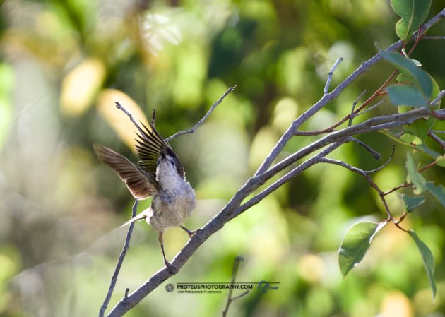 ready for flight - new holland honeyeater (ohylidonyris novaehollandiae)