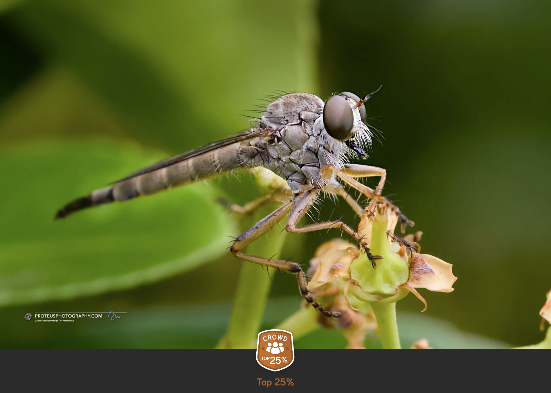 Robber Fly