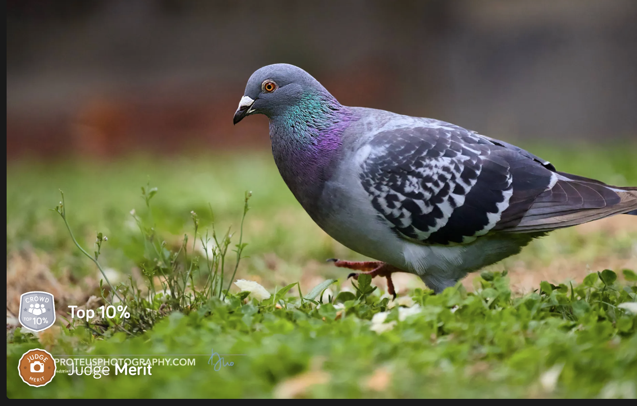 judge merit - pigeon
