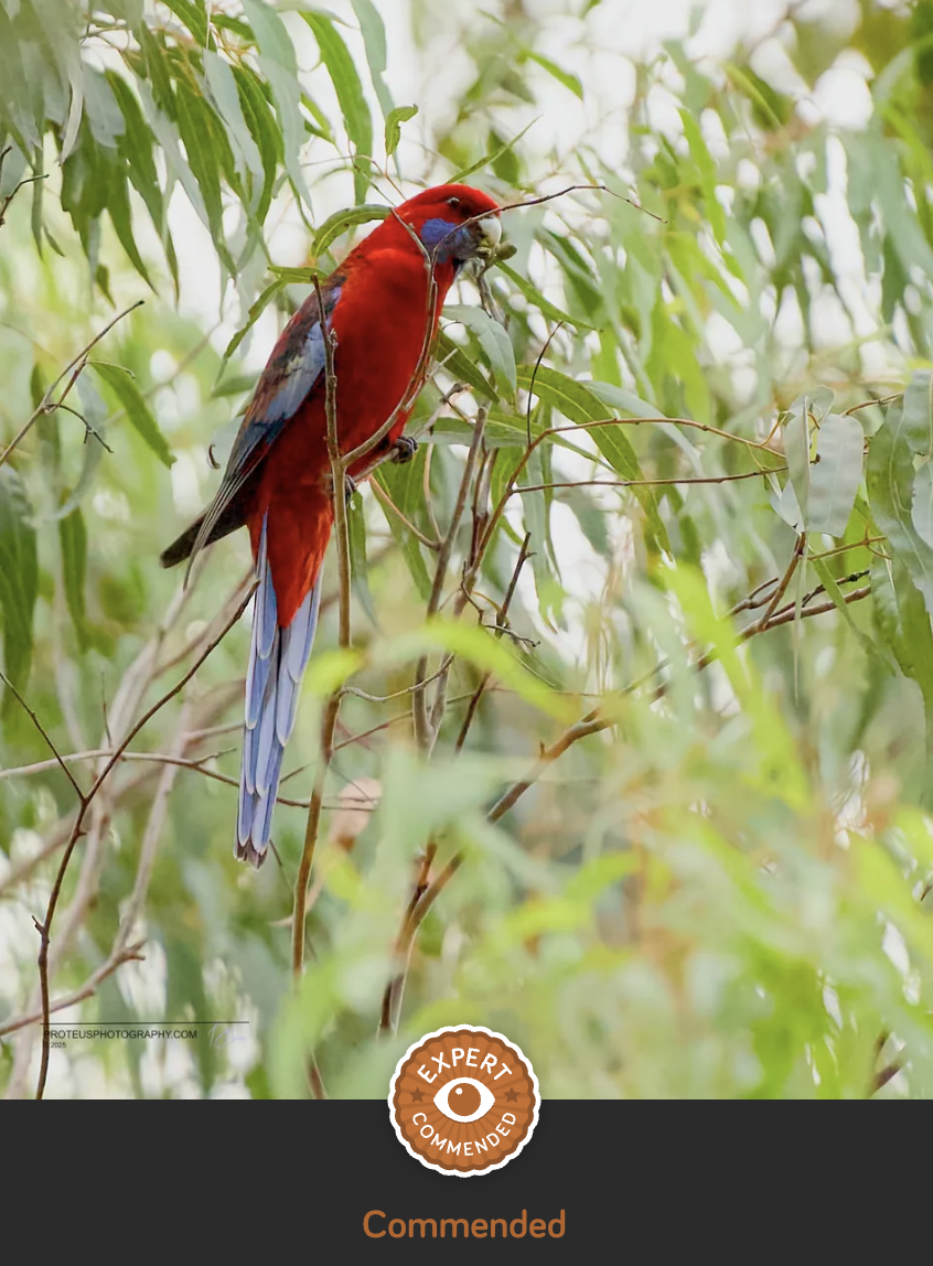 bright red bird in trees