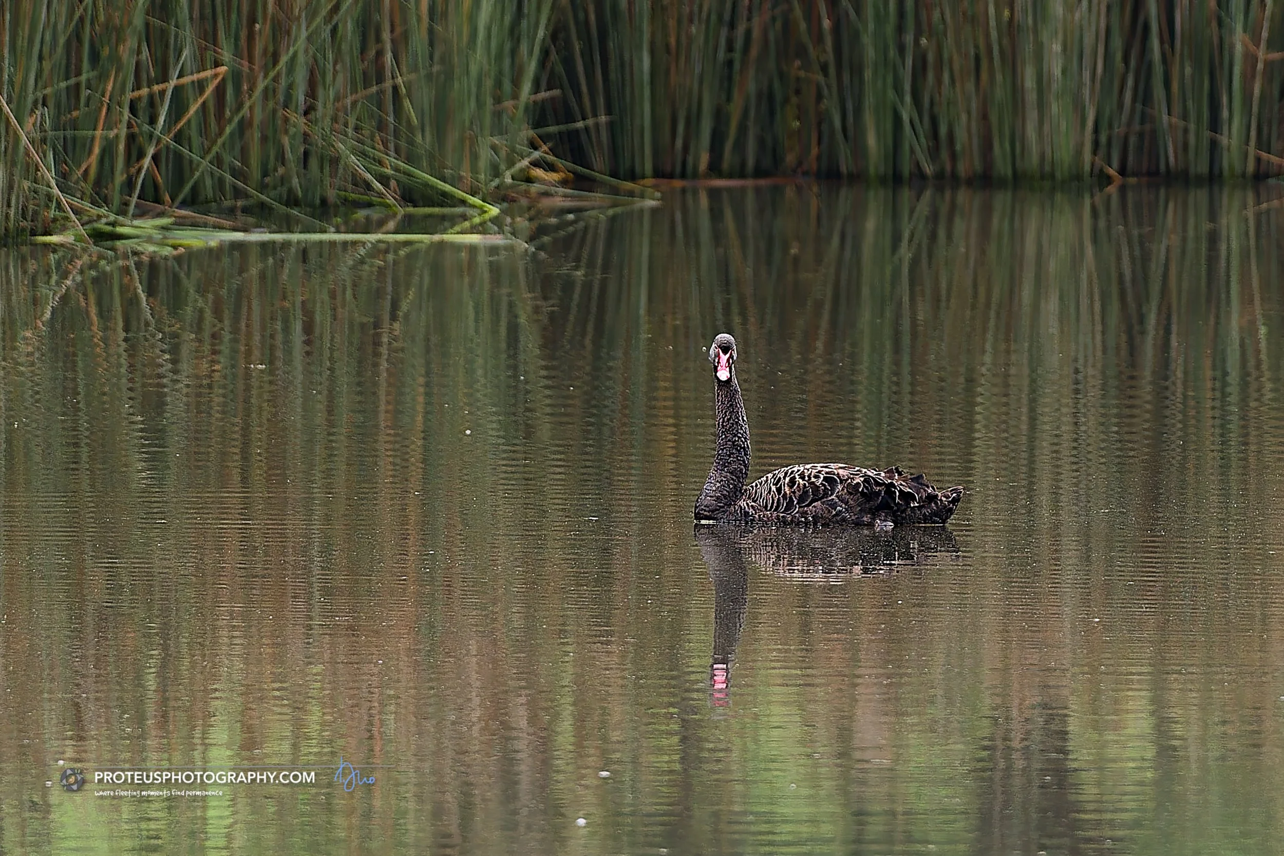 black swan (Cygnus atratus) 