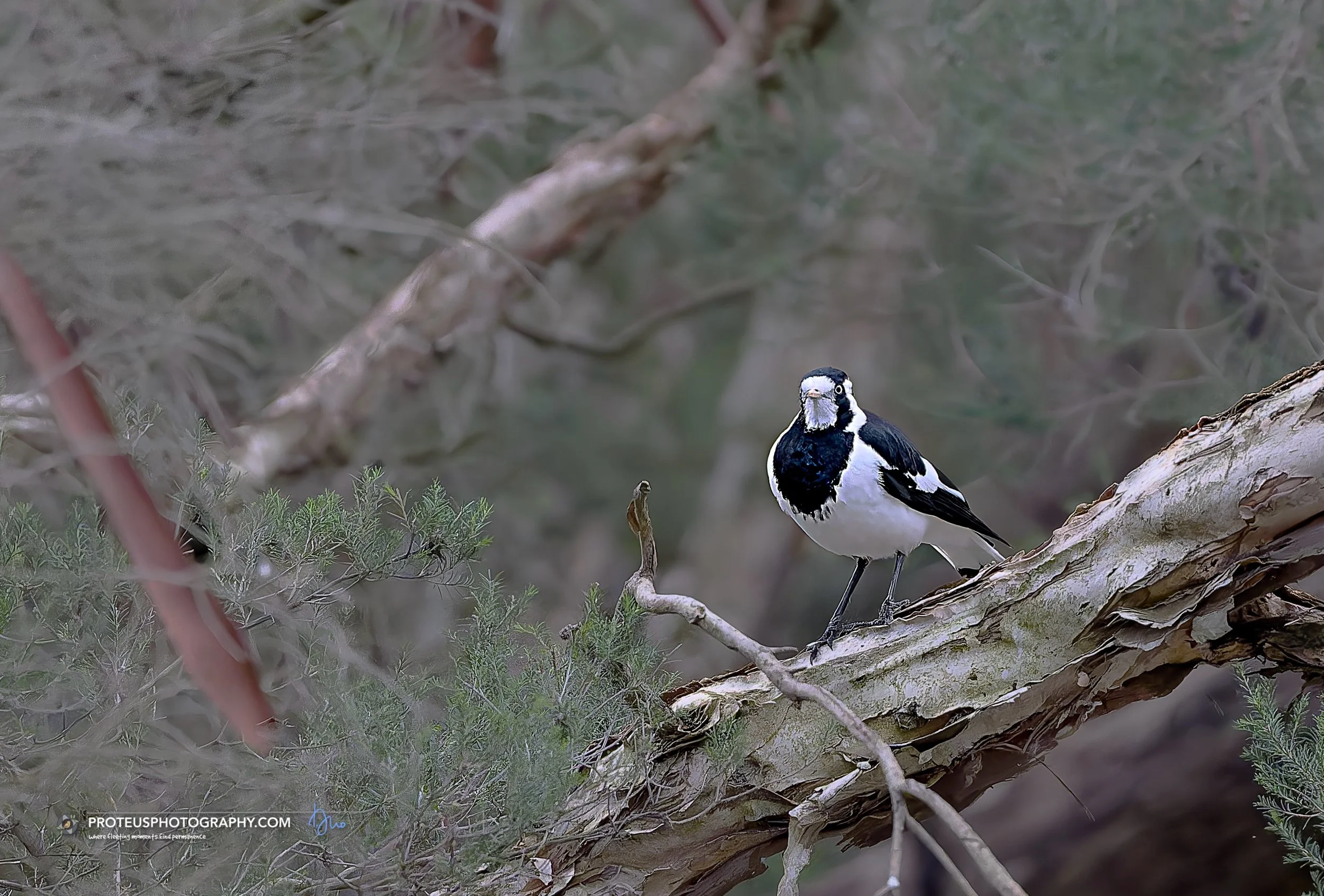 Magpie-lark (Grallina cyanoleuca)