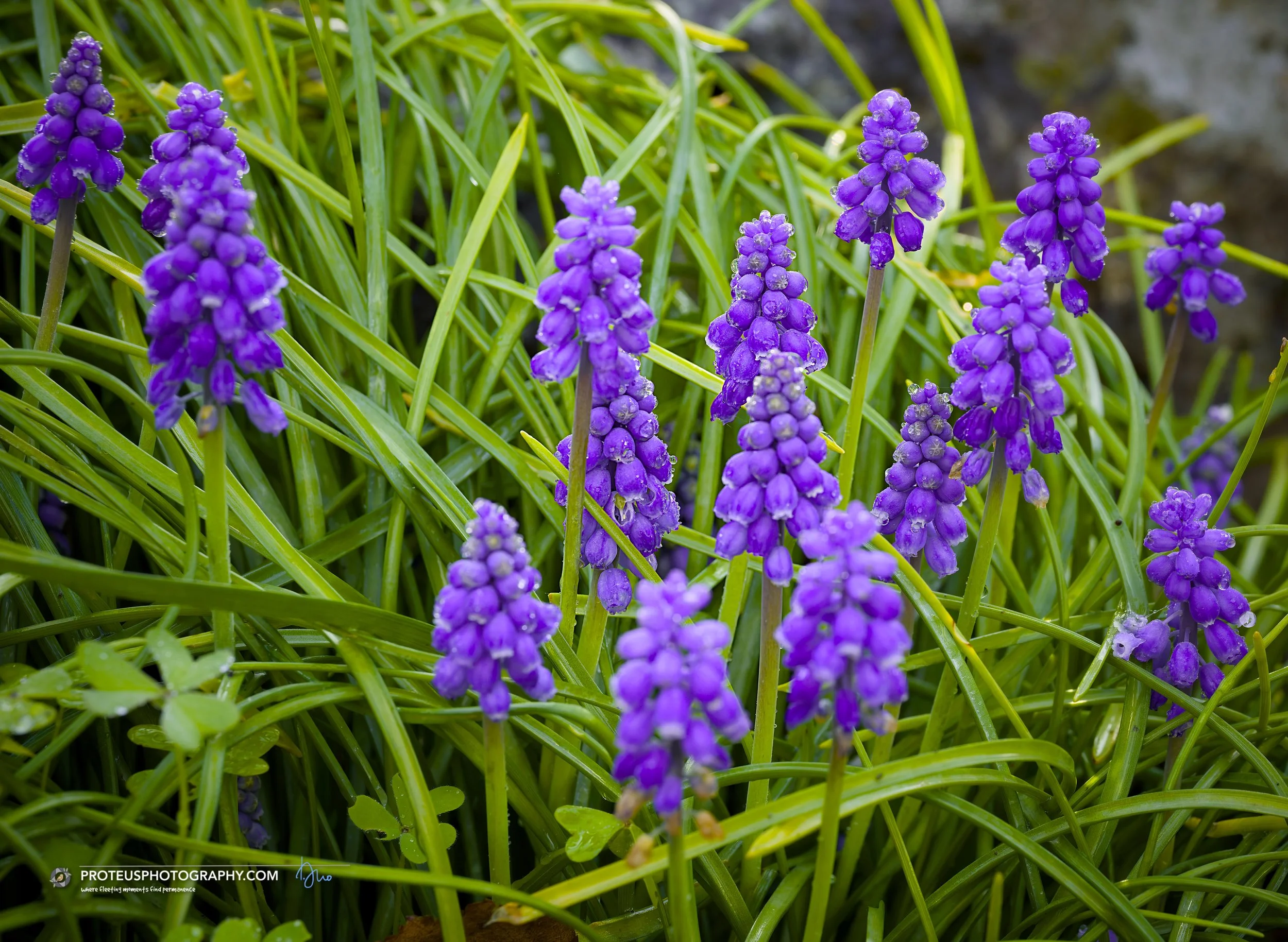 grape hyacinths (Muscari)