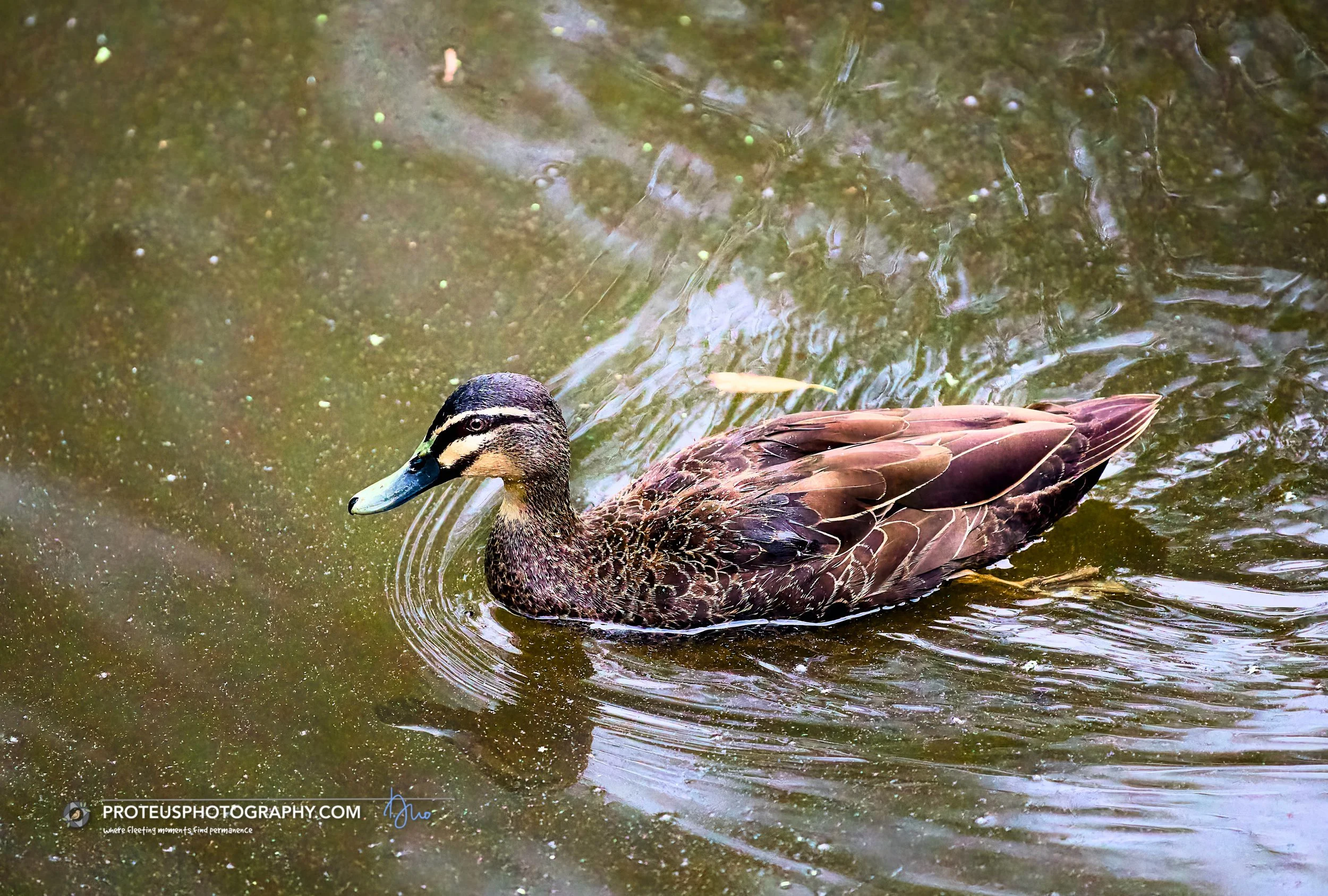duck swimming