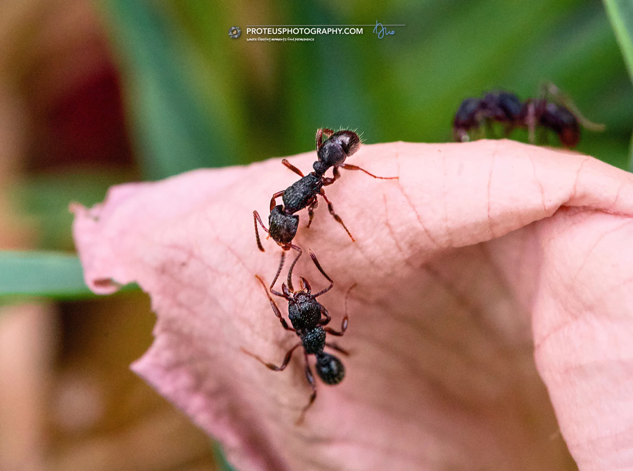 Australian native ant from the genus Rhytidoponera, likely a Green-head ant (Rhytidoponera metallica) or a related species such as the Blue Pony Ant (Rhytidoponera chalybaea). 