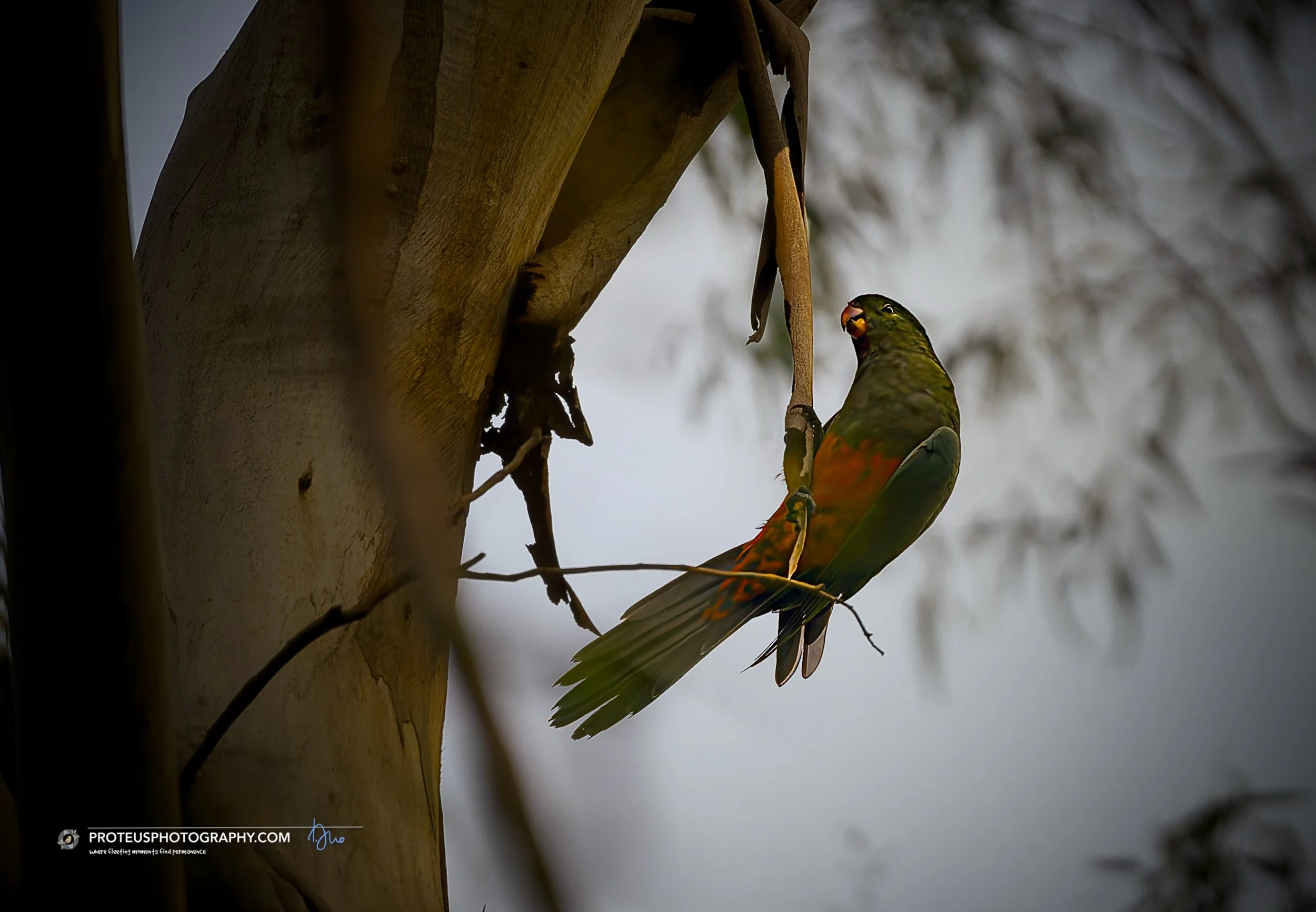 King-Parrot (Alisterus scapularis) 