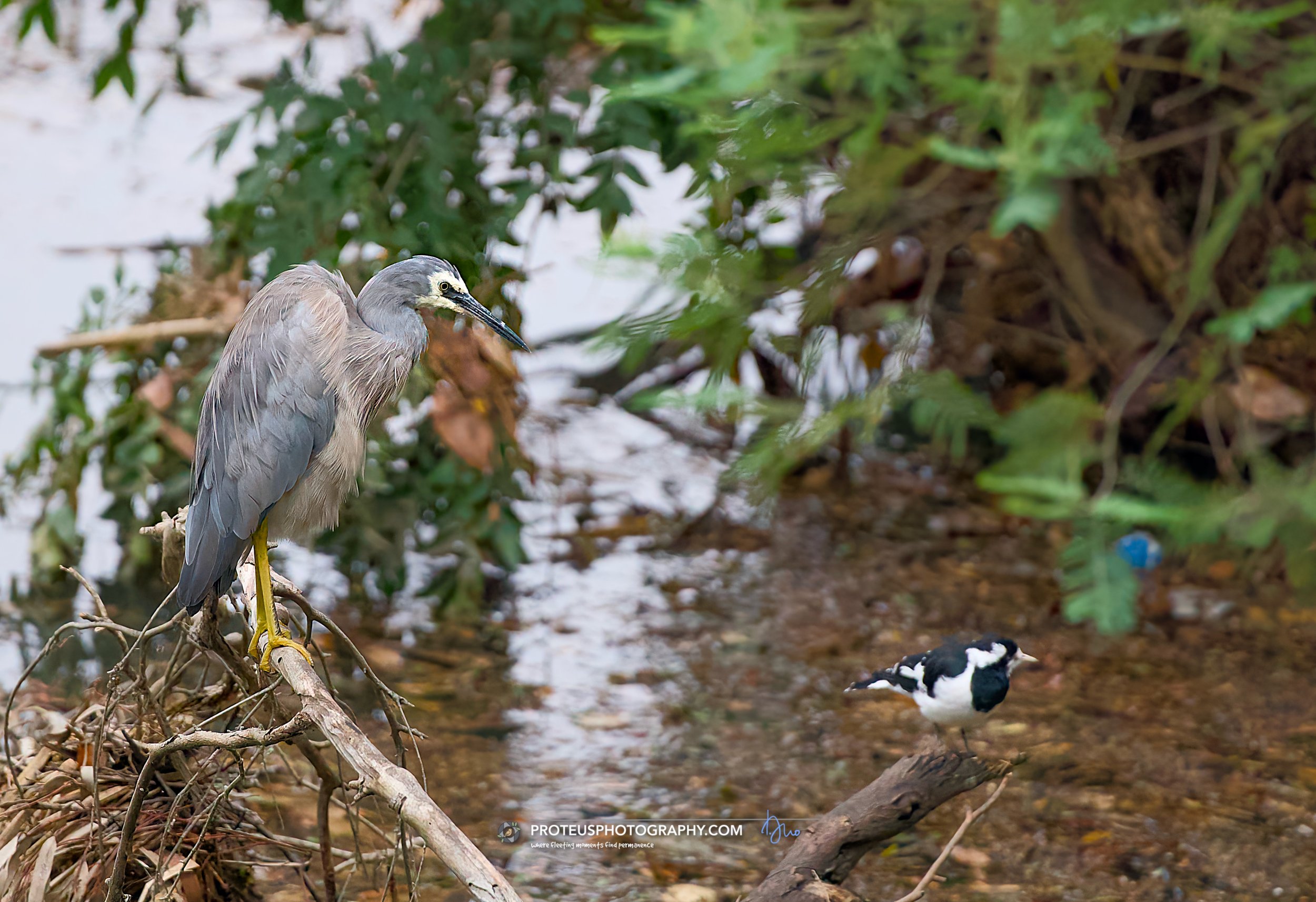 White-faced Heron (Egretta novaehollandiae)
