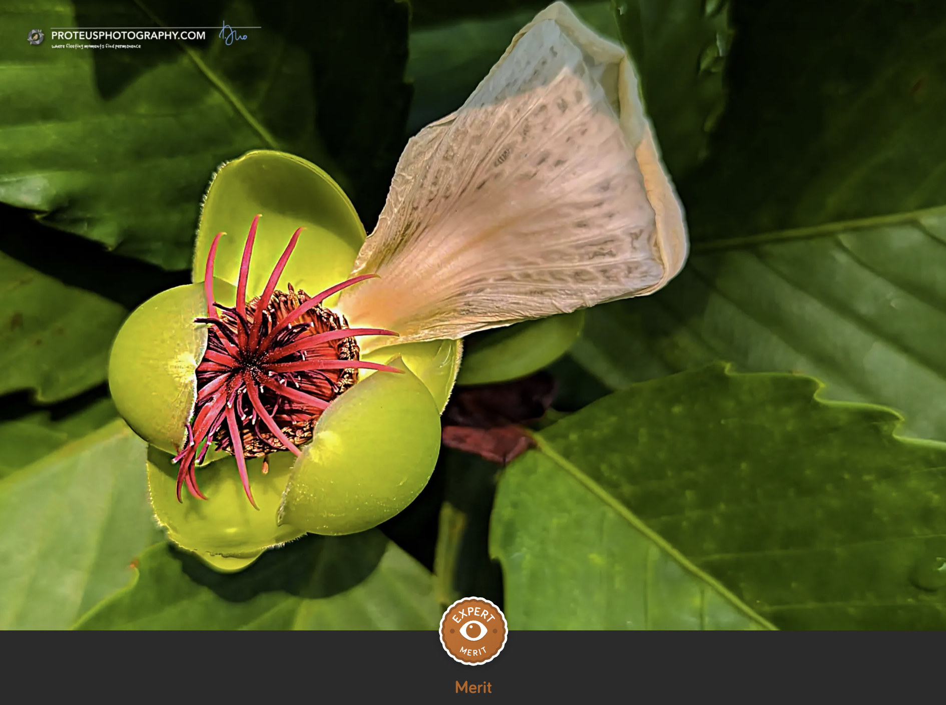  Katmon (Dillenia philippinensis),