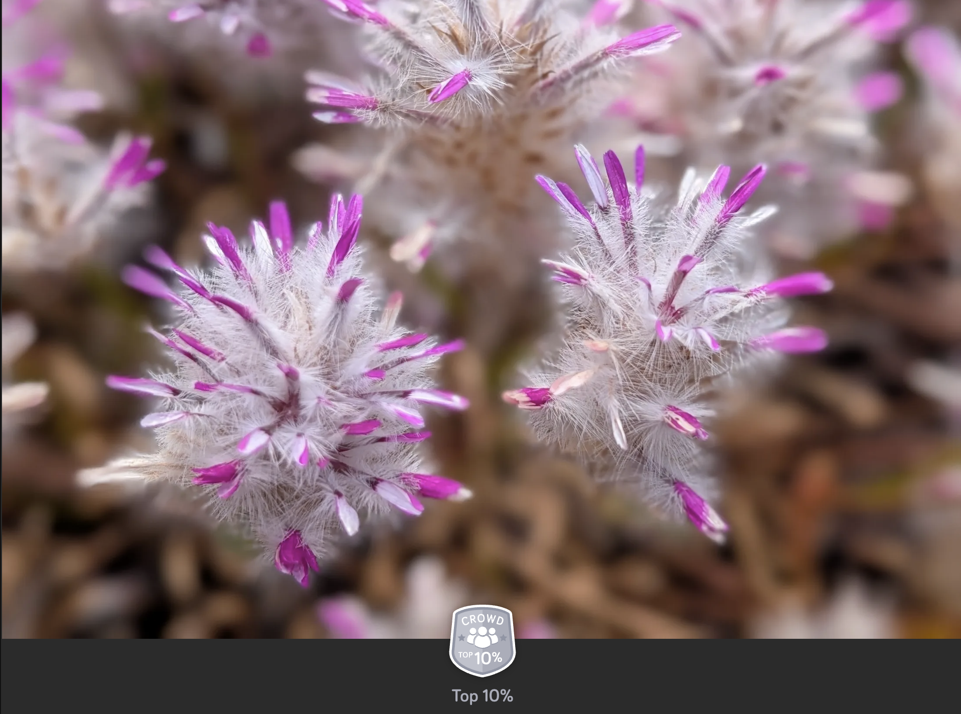 wildflower or pom poms (ptilotus manglesii)