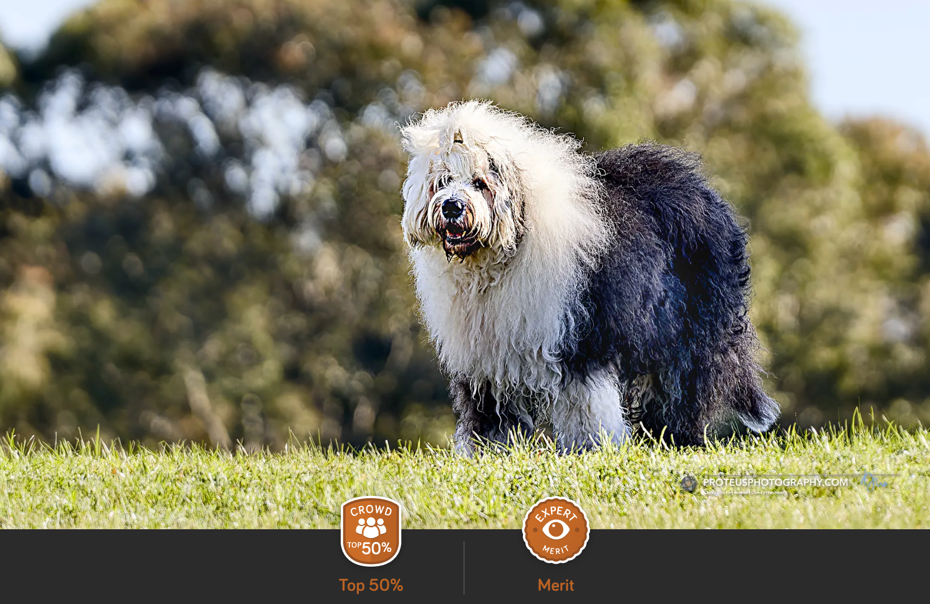 dog in park