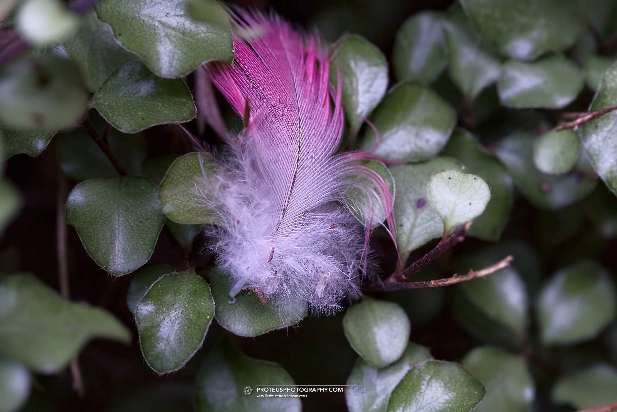 pink feather from a galah or rose breasted cockatoo 