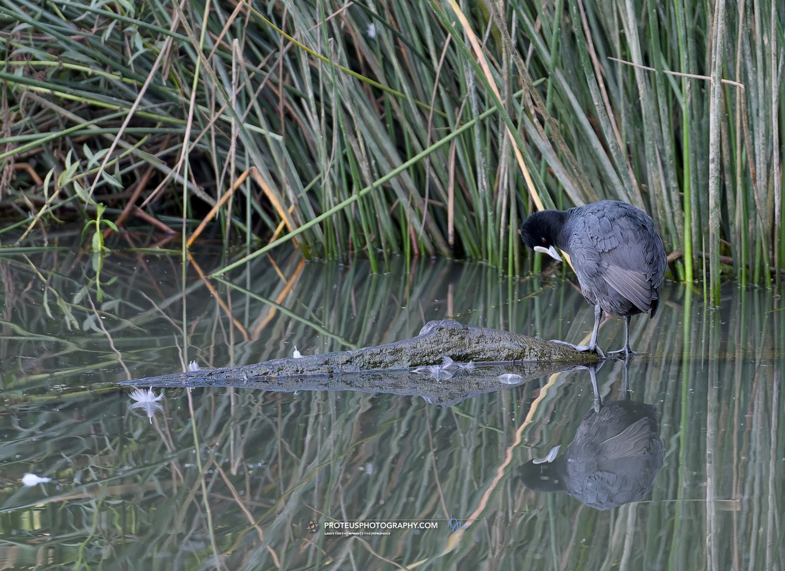 Eurasian coot (Fulica atra),