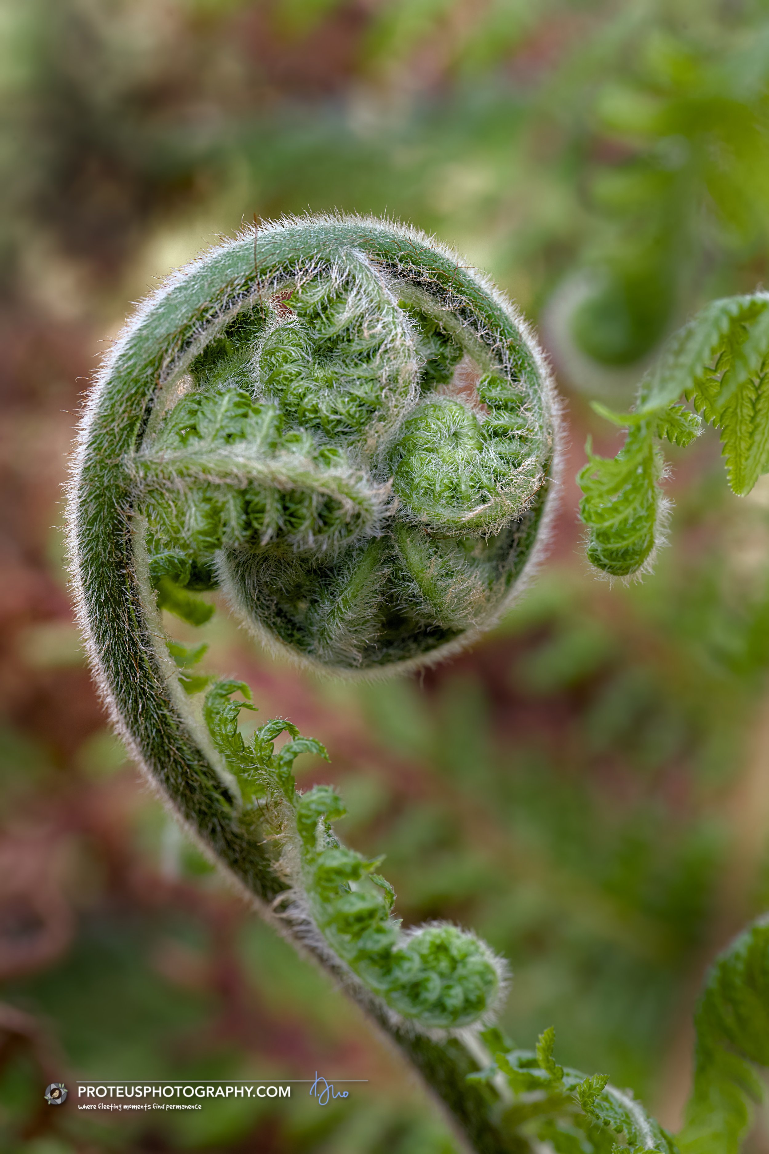 frond of a fern known as a fiddlehead,