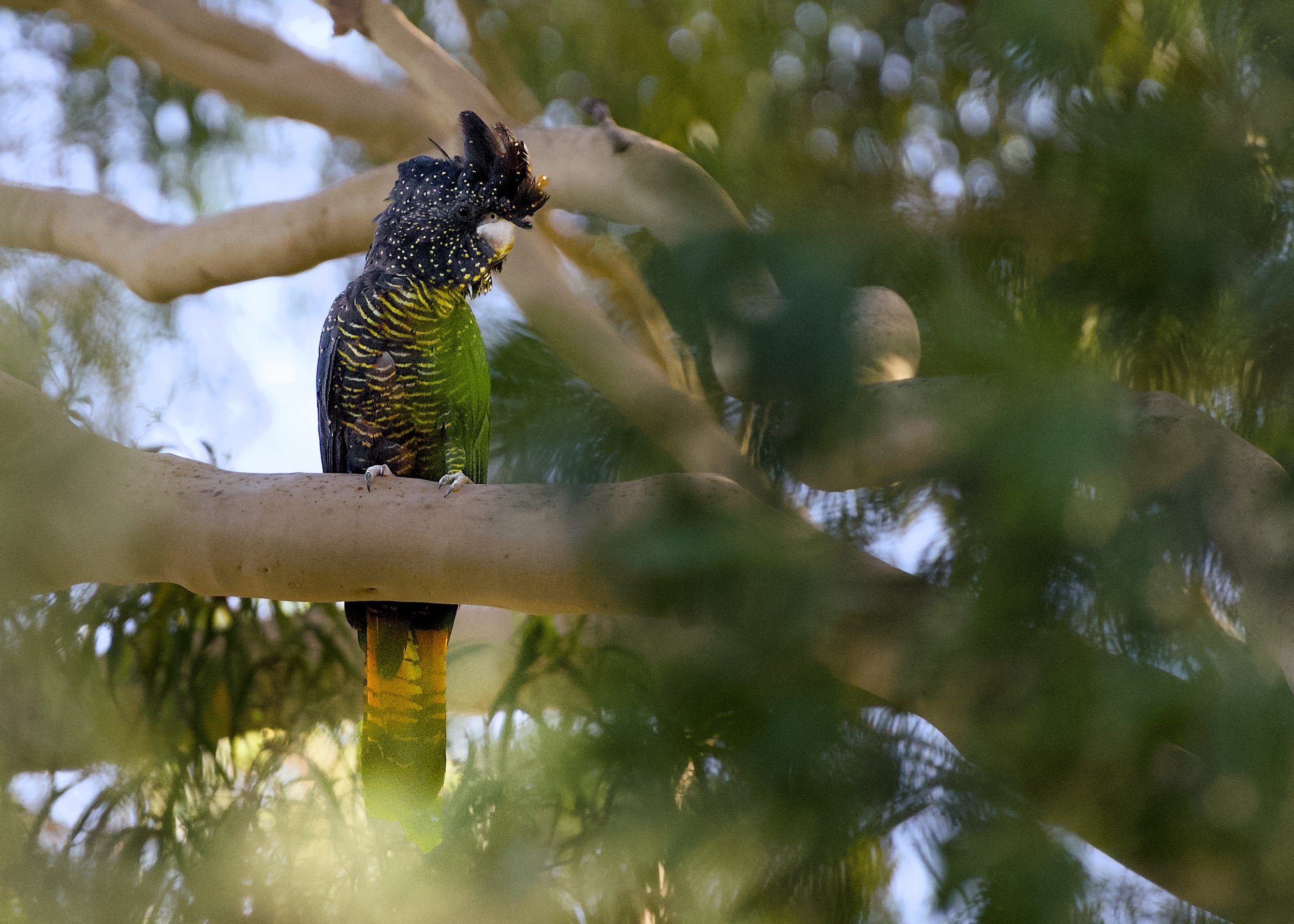 A brightly colored bird, possibly a parrot, perched on a tree branch, partially obscured by leaves, with green and yellow feathers.