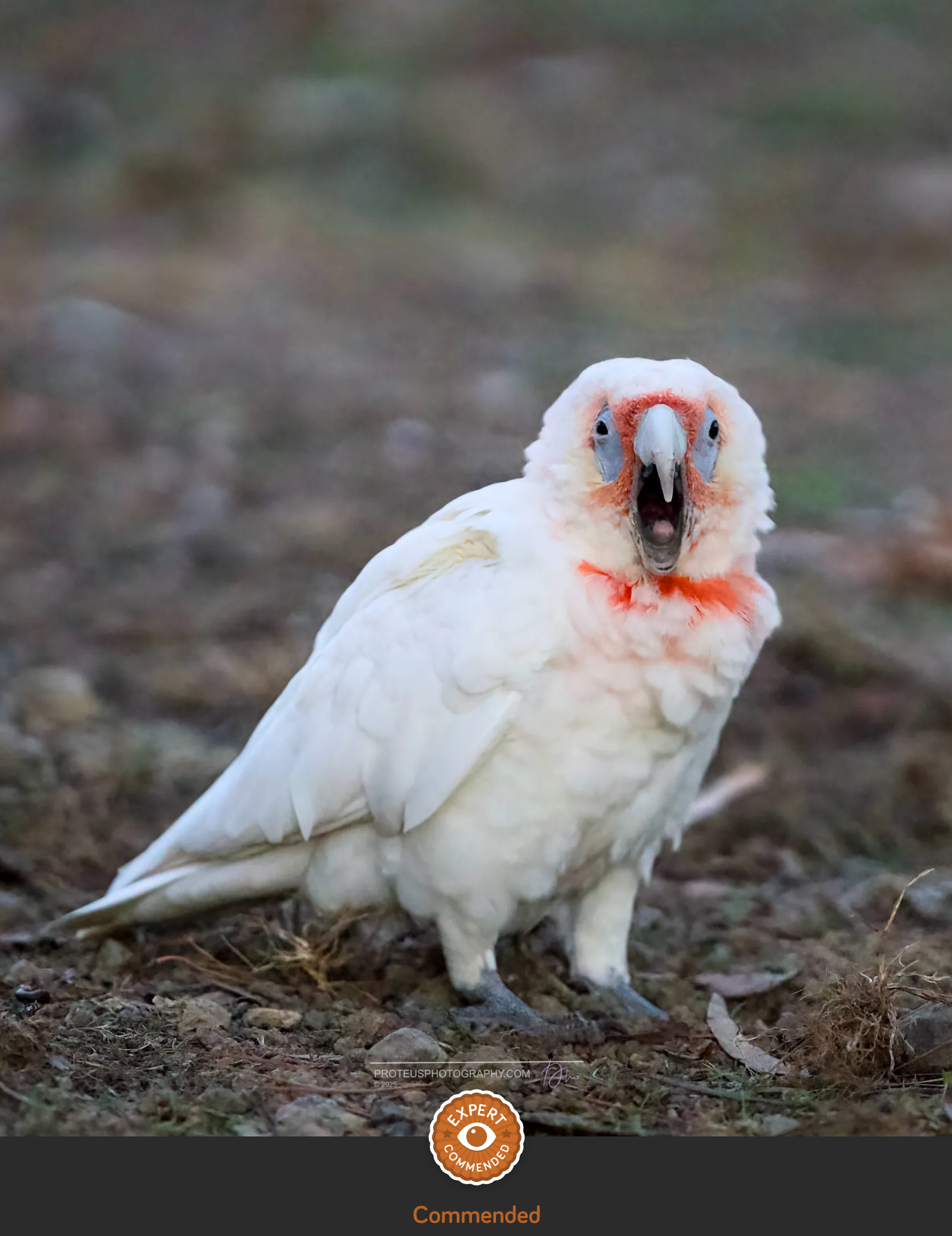 corella, saying hello!