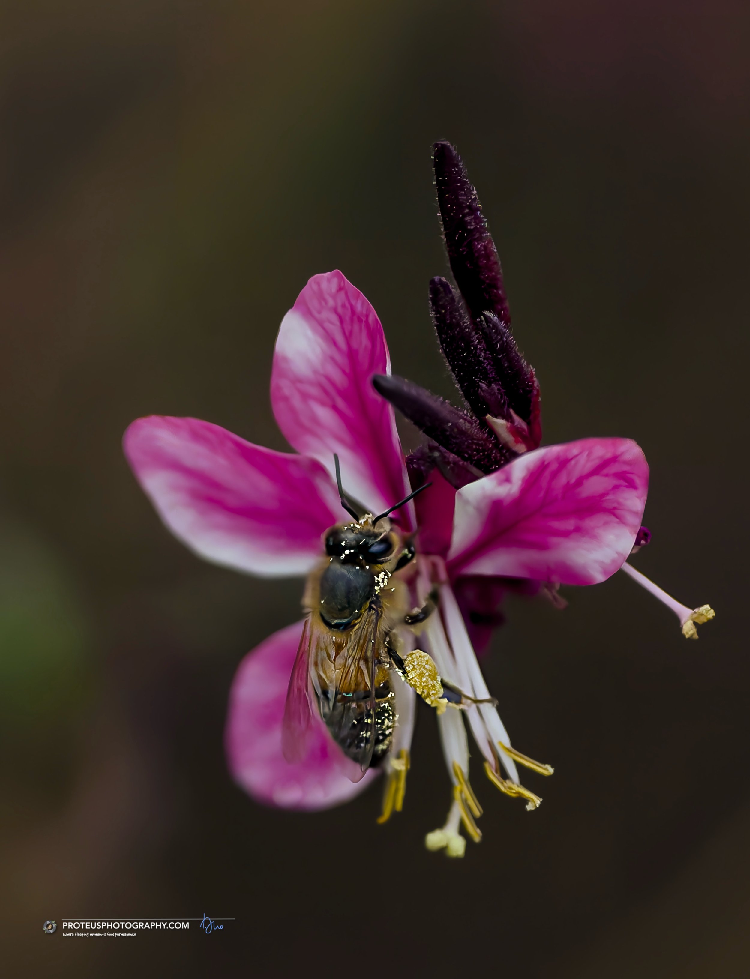 A honey bee (Apis mellifera) gathering pollen from the Gaura lindheimeri, also known as beeblossom. 
