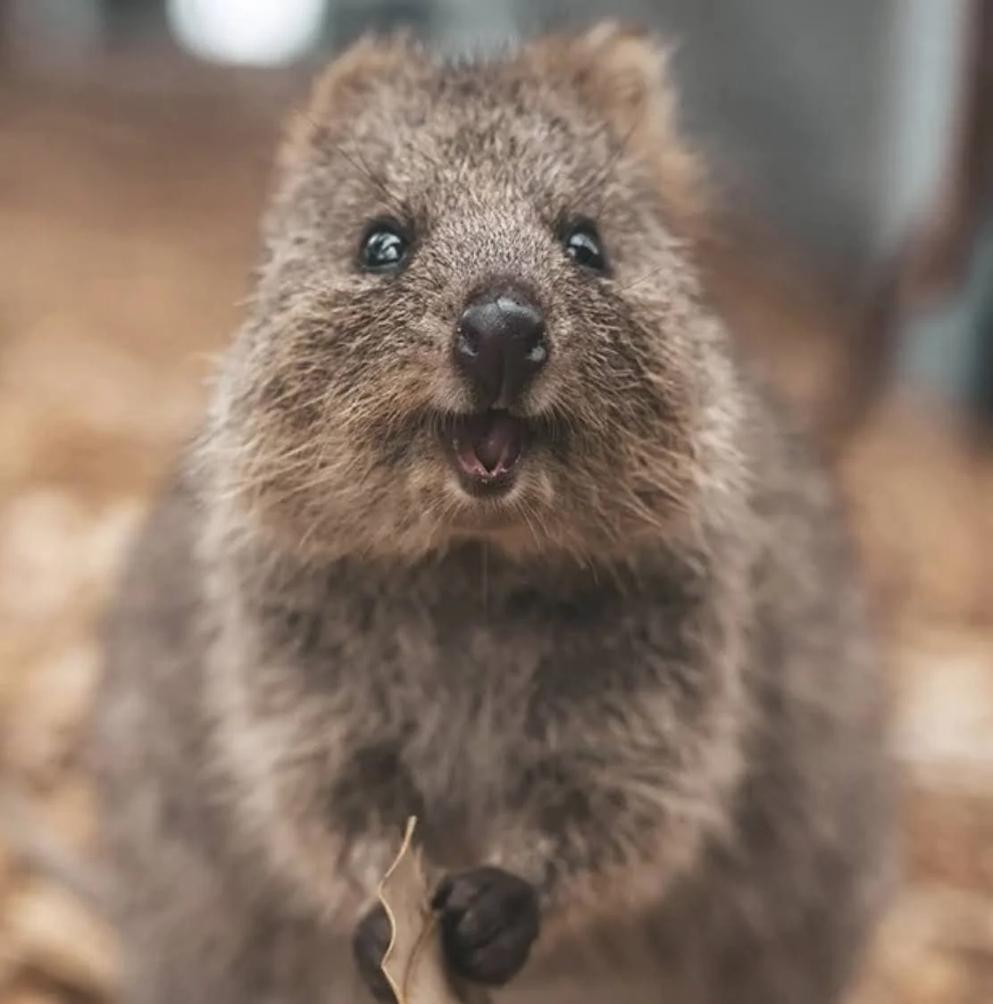 Close-up of a cute, fuzzy baby otter with open mouth, showing small teeth, and black nose.